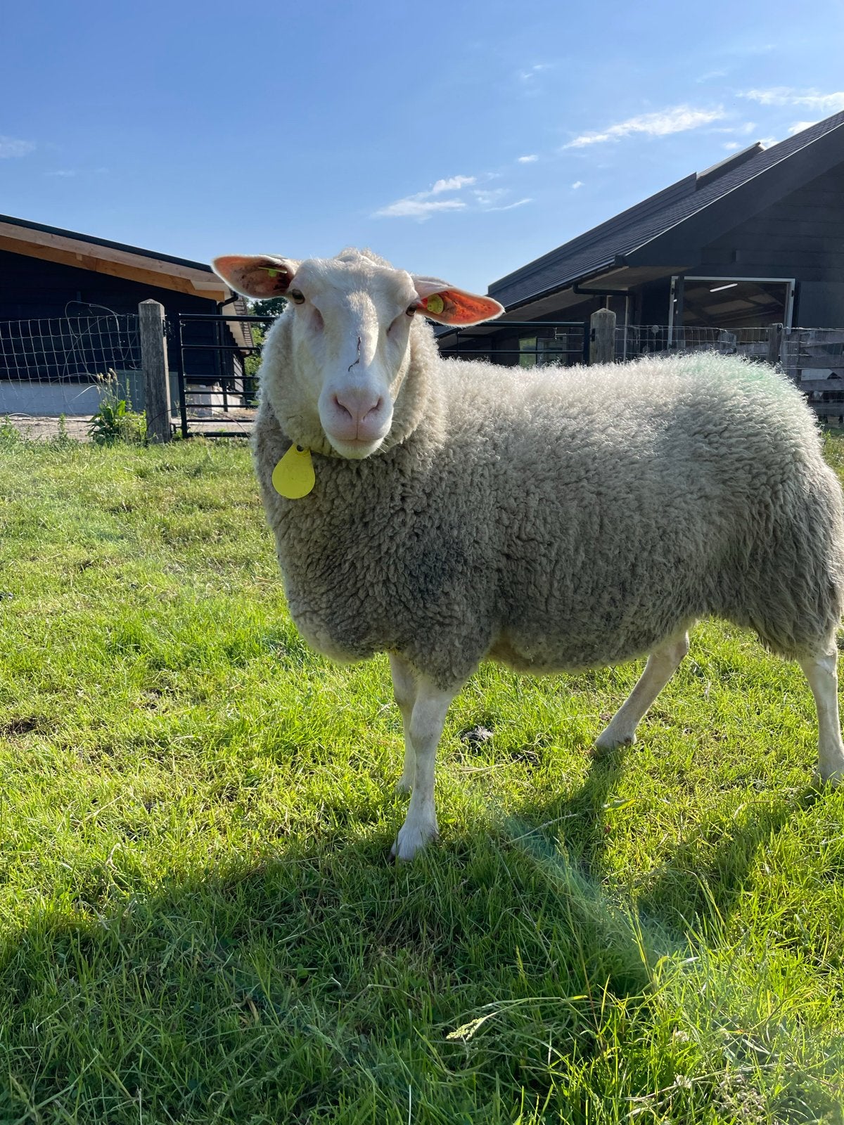 Diverse Schapen te koop, Dieren en Toebehoren, Vrouwelijk, Schaap