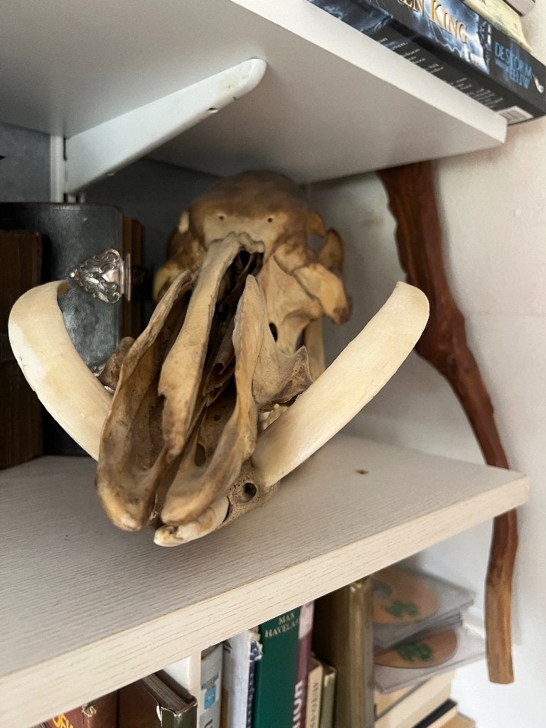 Wildzwijn skelet, Ophalen of Verzenden, Gebruikt, Overige soorten, Schedel