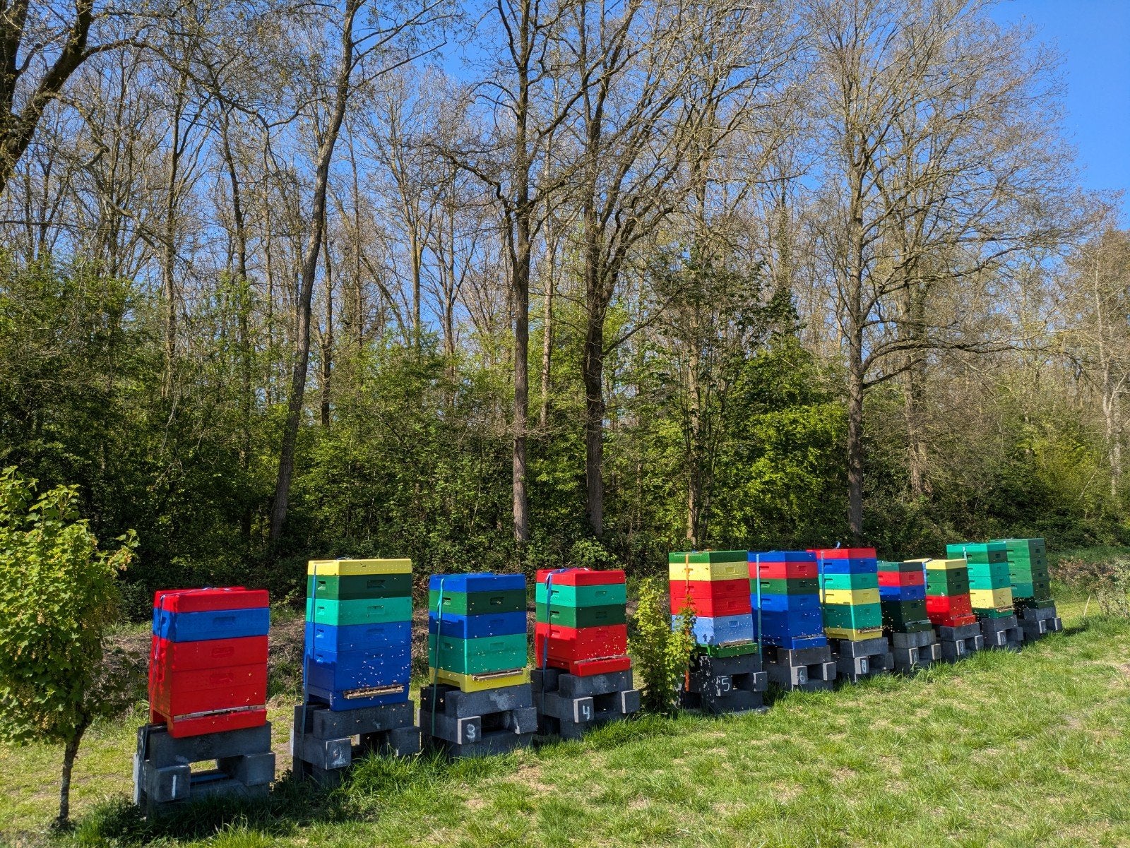 Mooie Carnica bijenvolken met F2 moer '26, Dieren en Toebehoren, Insecten en Spinnen, Bijen