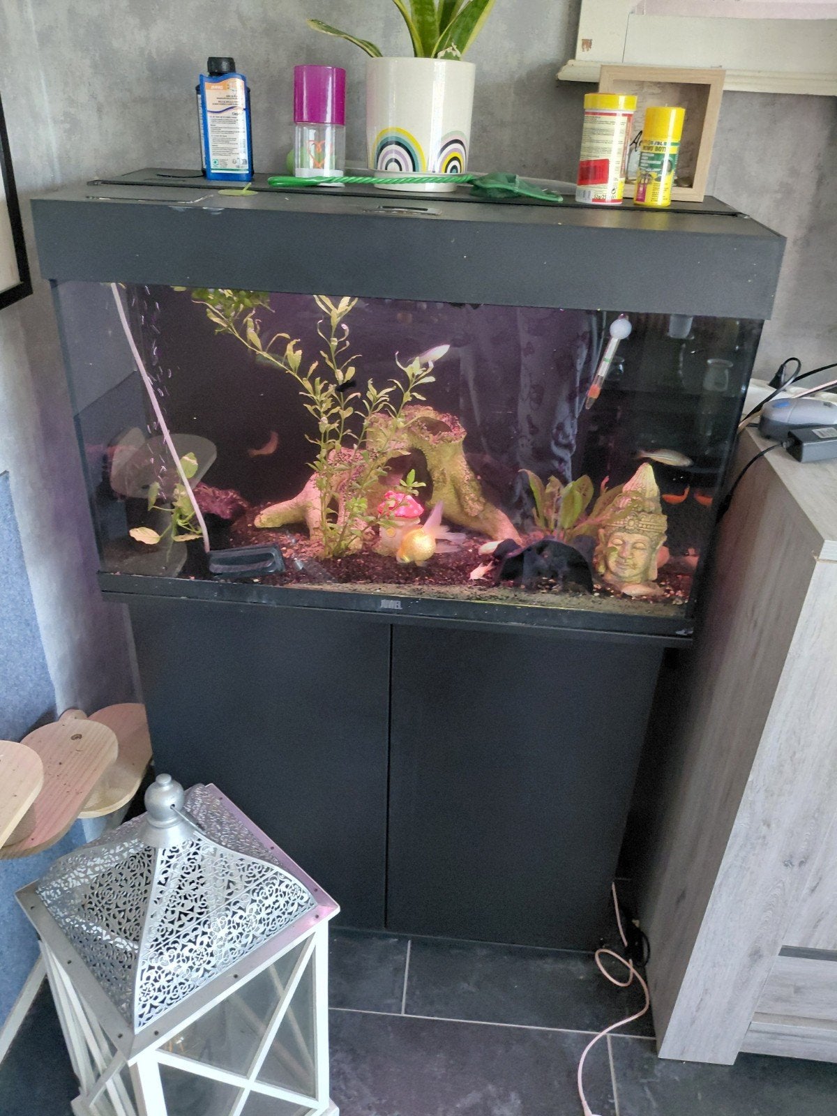 Aquarium met vissen, Dieren en Toebehoren, Ophalen, Gevuld zoetwateraquarium