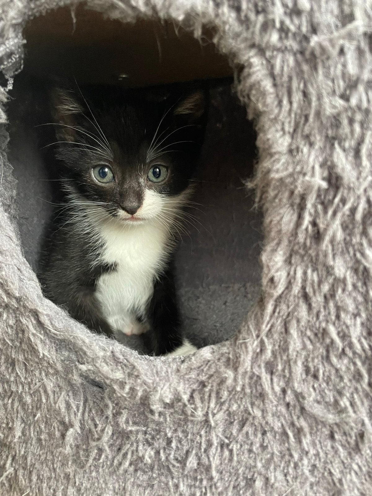 2 kittens van 8 weekjes oud (allebie) 75 euro!, Dieren en Toebehoren, Katten en Kittens | Overige Katten, Kater