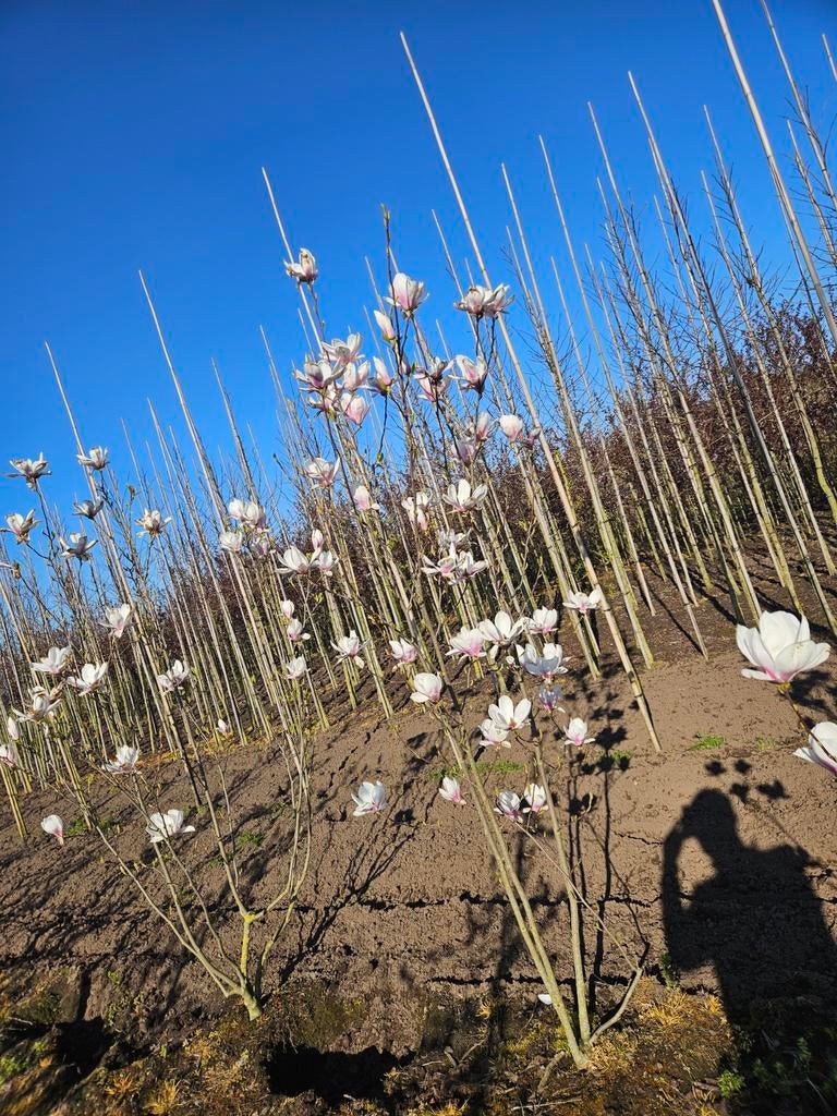 Magnolia soulangeana te koop!, Ophalen, Overige soorten, Struik, 100 tot 250 cm