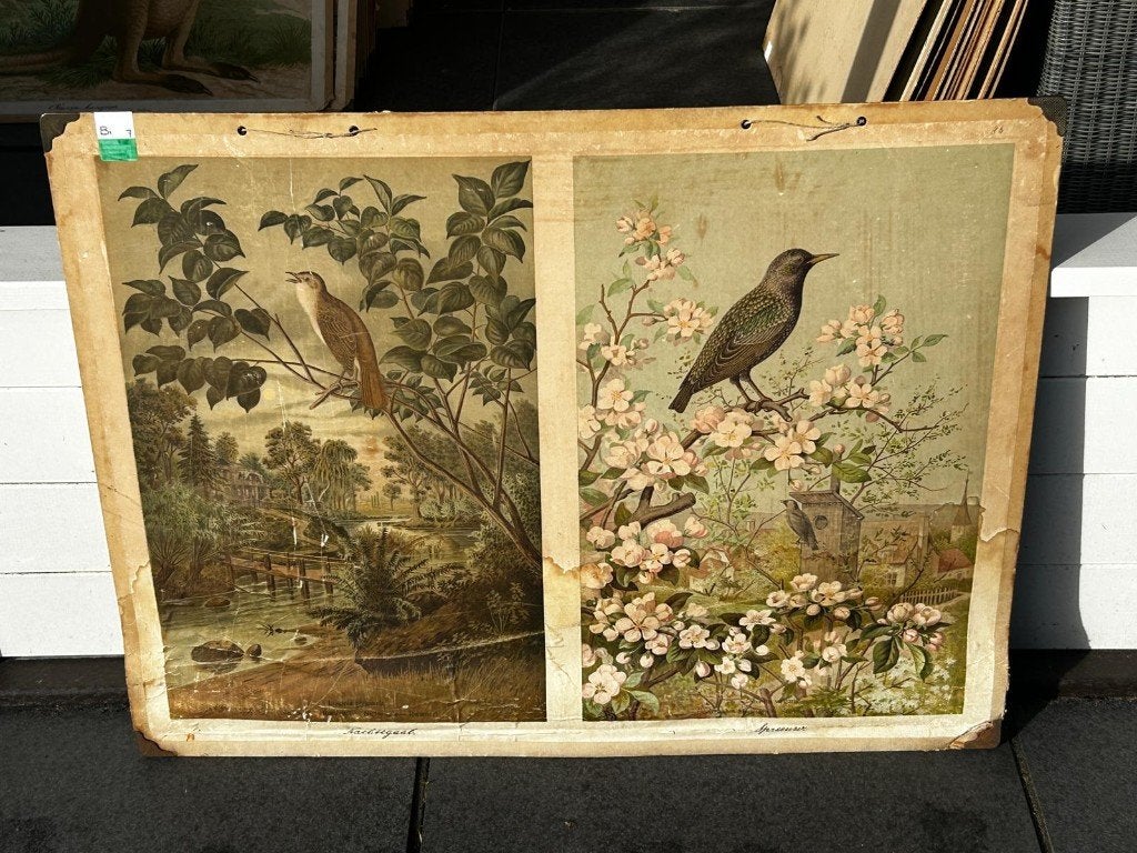 Spreeuw / Nachtegaal, Antiek en Kunst, Antiek | Schoolplaten, Ophalen of Verzenden, Natuur en Biologie