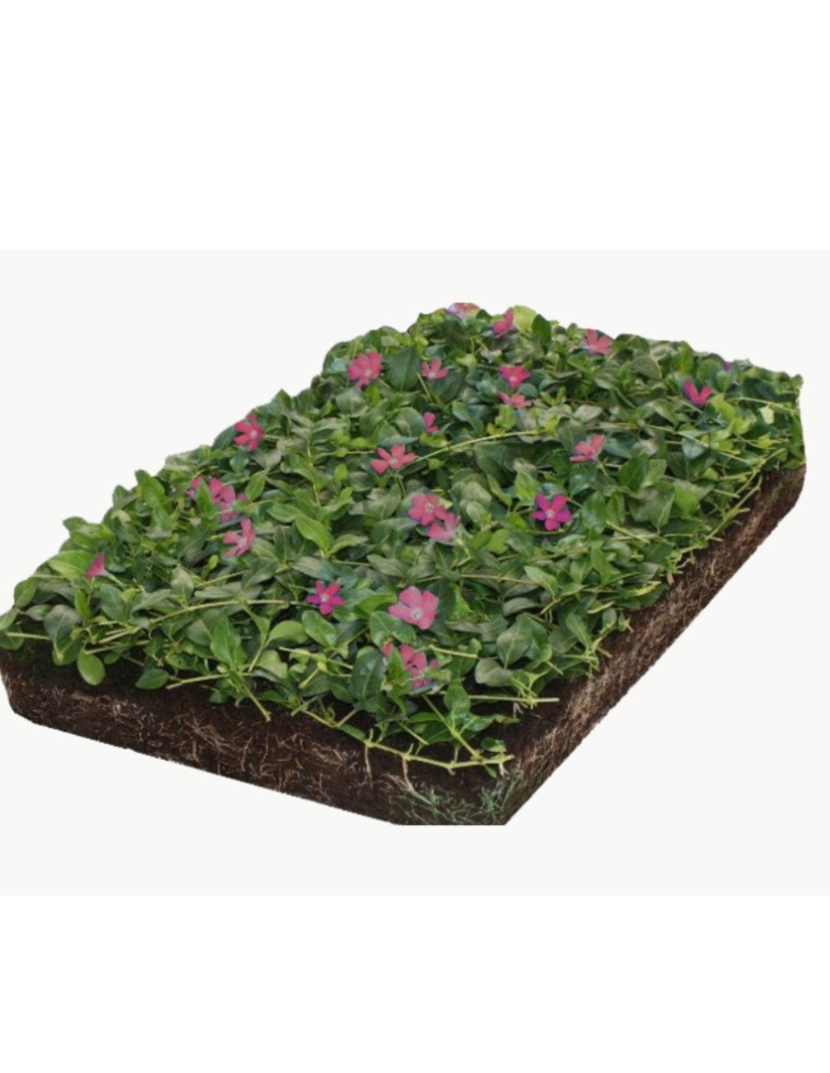 Sedum en Vinca: Groene en kleurrijke bodembedekkers, Bodembedekkers, Vaste plant, Ophalen of Verzenden, Halfschaduw