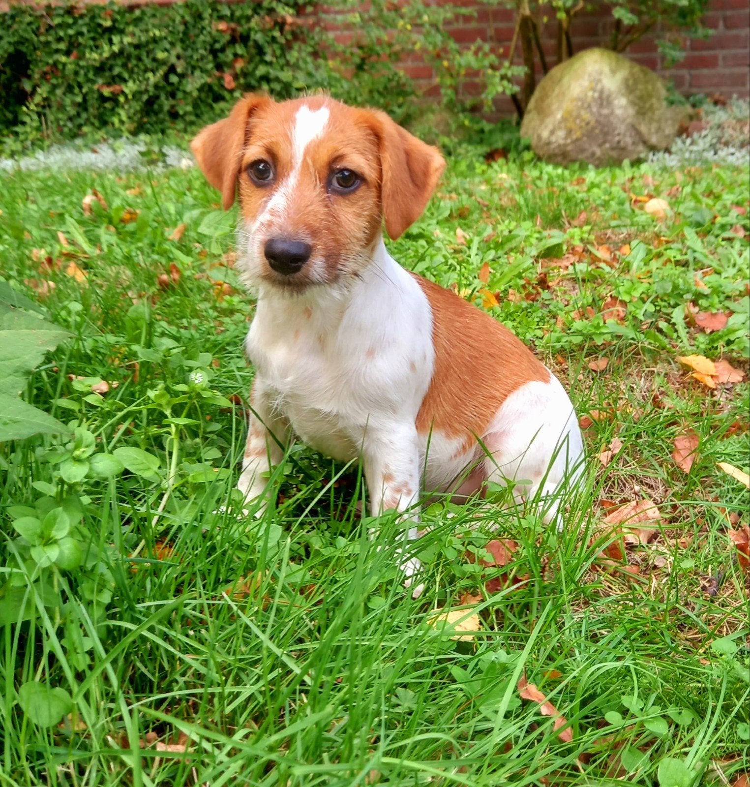 Jack Russel pups, Jack Russell Terriër, 8 tot 15 weken, CDV (hondenziekte), Meerdere