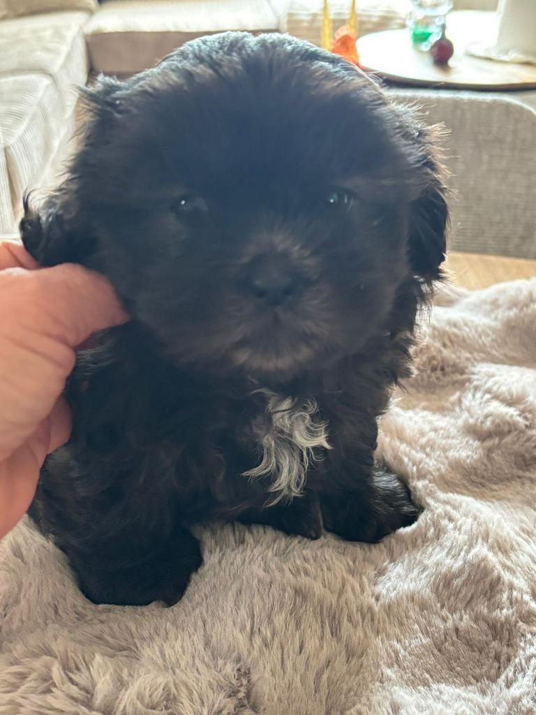 Te koop: shih tzu x toypoodle pups, Dieren en Toebehoren, Parvo, Overige rassen, 8 tot 15 weken, Meerdere
