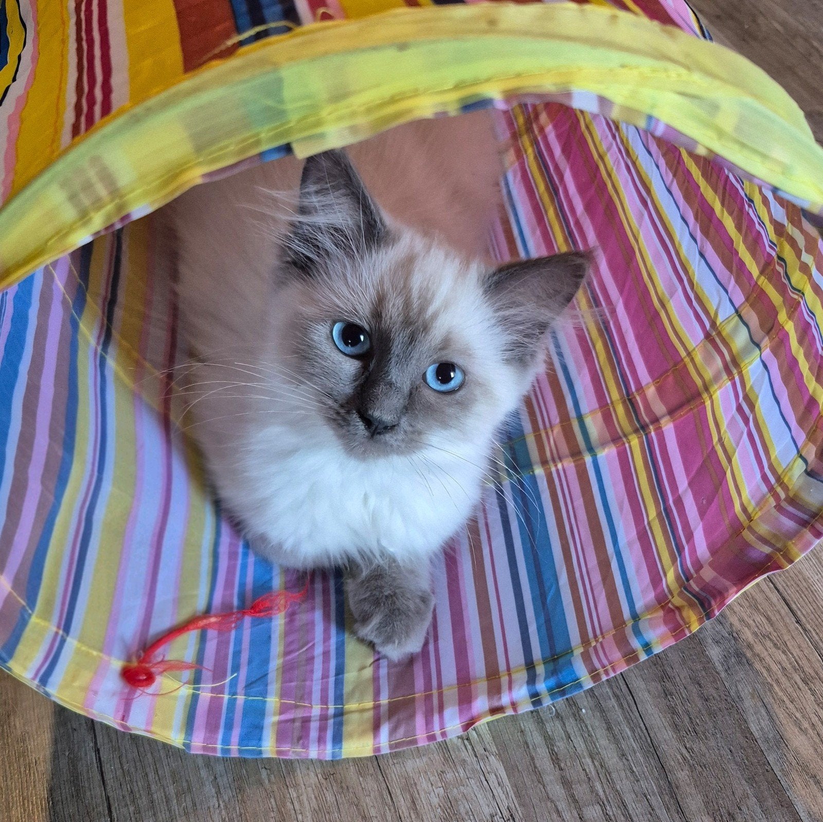 Blue point ragdoll poesje kitten mag verhuizen, Dieren en Toebehoren, Meerdere dieren, Ontwormd, 0 tot 2 jaar