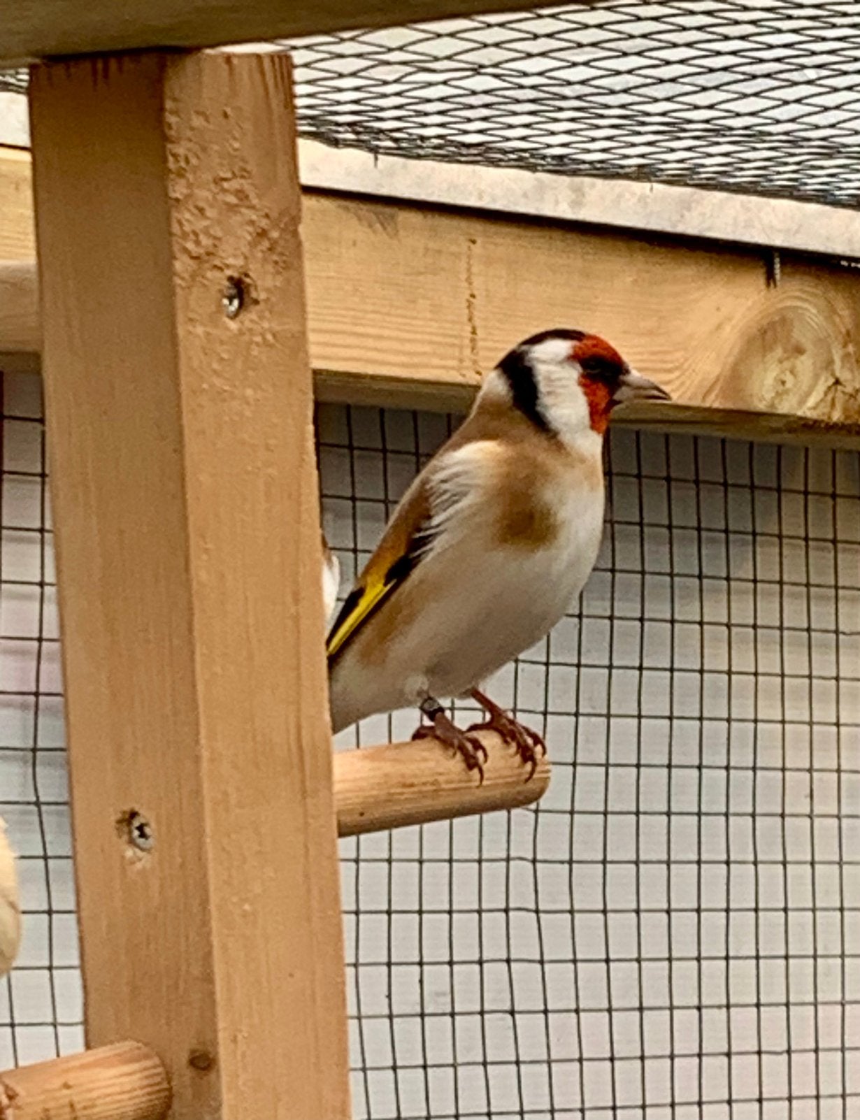 Majoor putters te koop, Dieren en Toebehoren, Vrouwelijk, Kleurkanarie