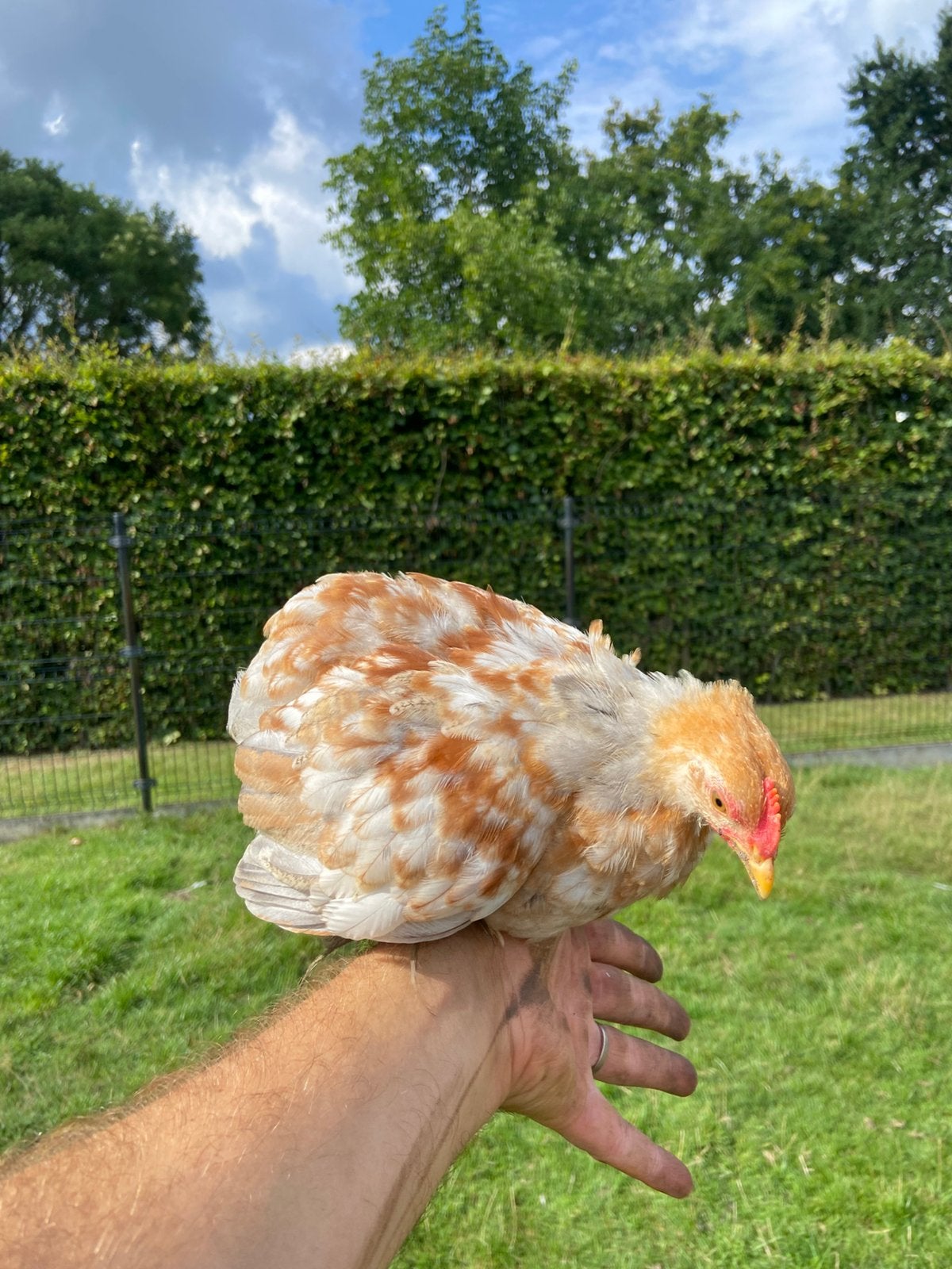 Cochin haan, Mannelijk, Kip