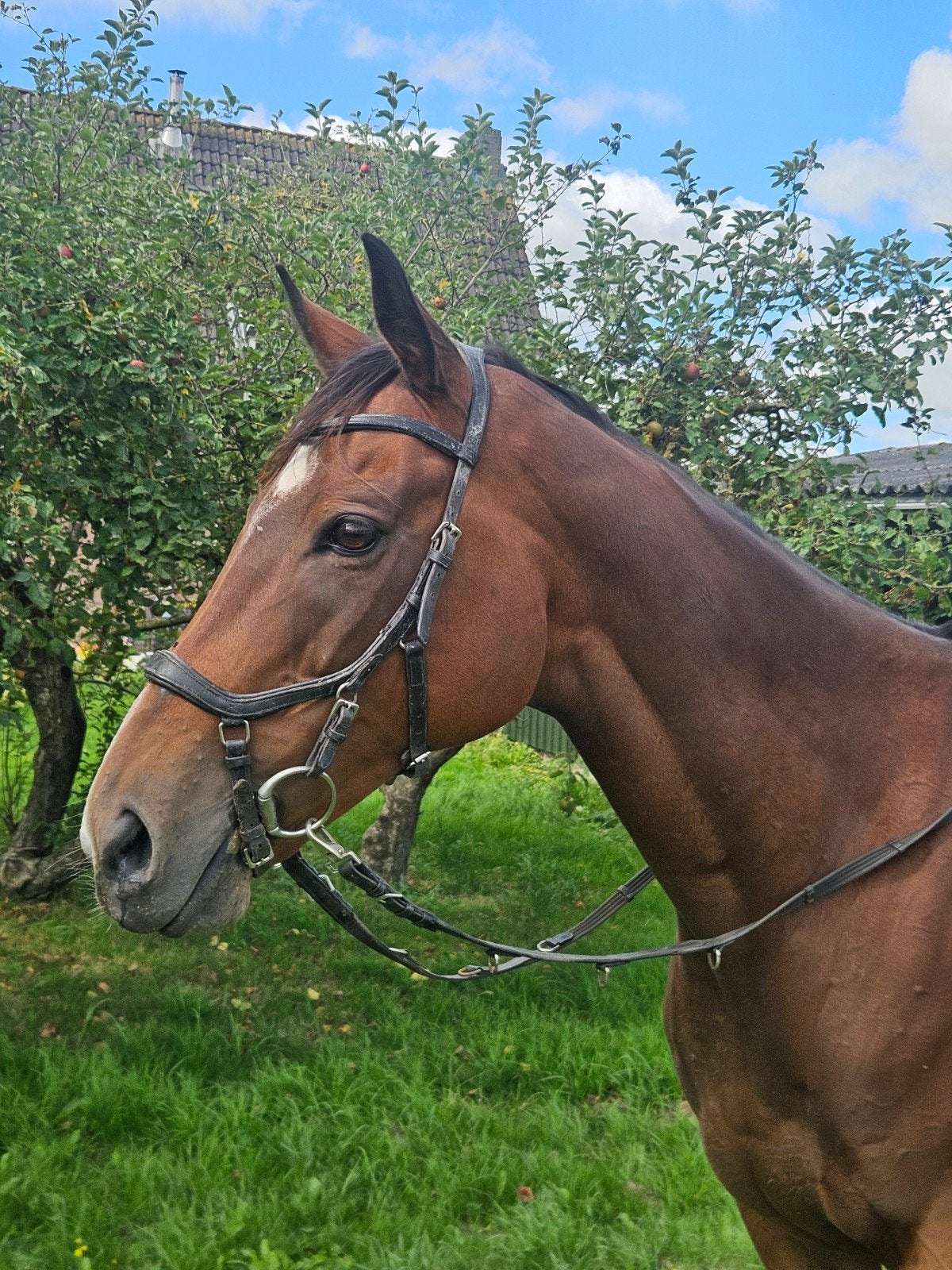 bomproof en goudeerlijke  11jarige merrie 165cm, Dieren en Toebehoren, Paarden, Merrie, Met stamboom, L, 11 jaar of ouder