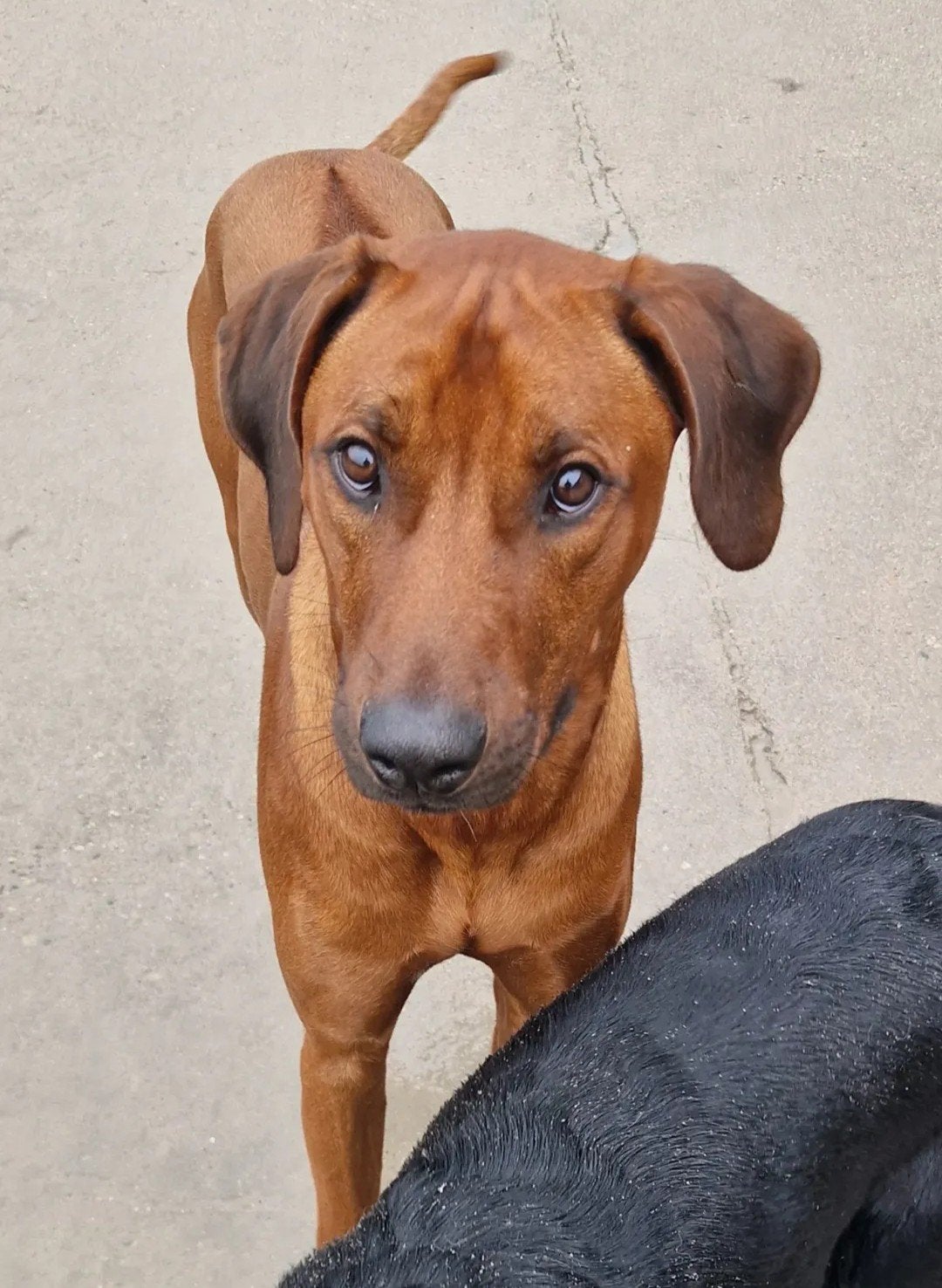 Gezocht een goed thuis voor onze ian ( Ridgeback 4-10-2024 ), Dieren en Toebehoren, Reu, 1 tot 2 jaar, Groot, Eén hond