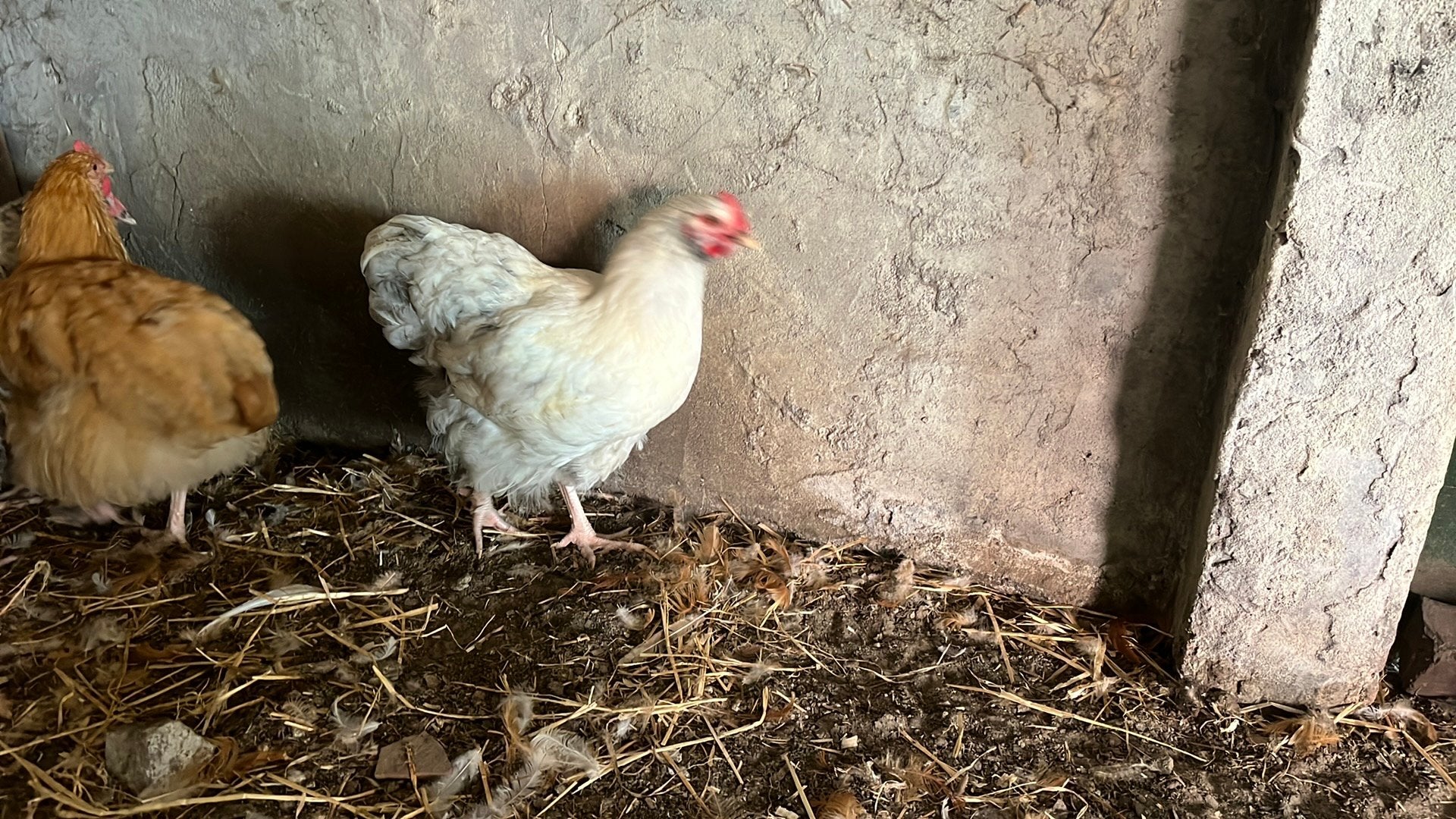 Orpington Hanen., Dieren en Toebehoren, Pluimvee, Mannelijk, Kip