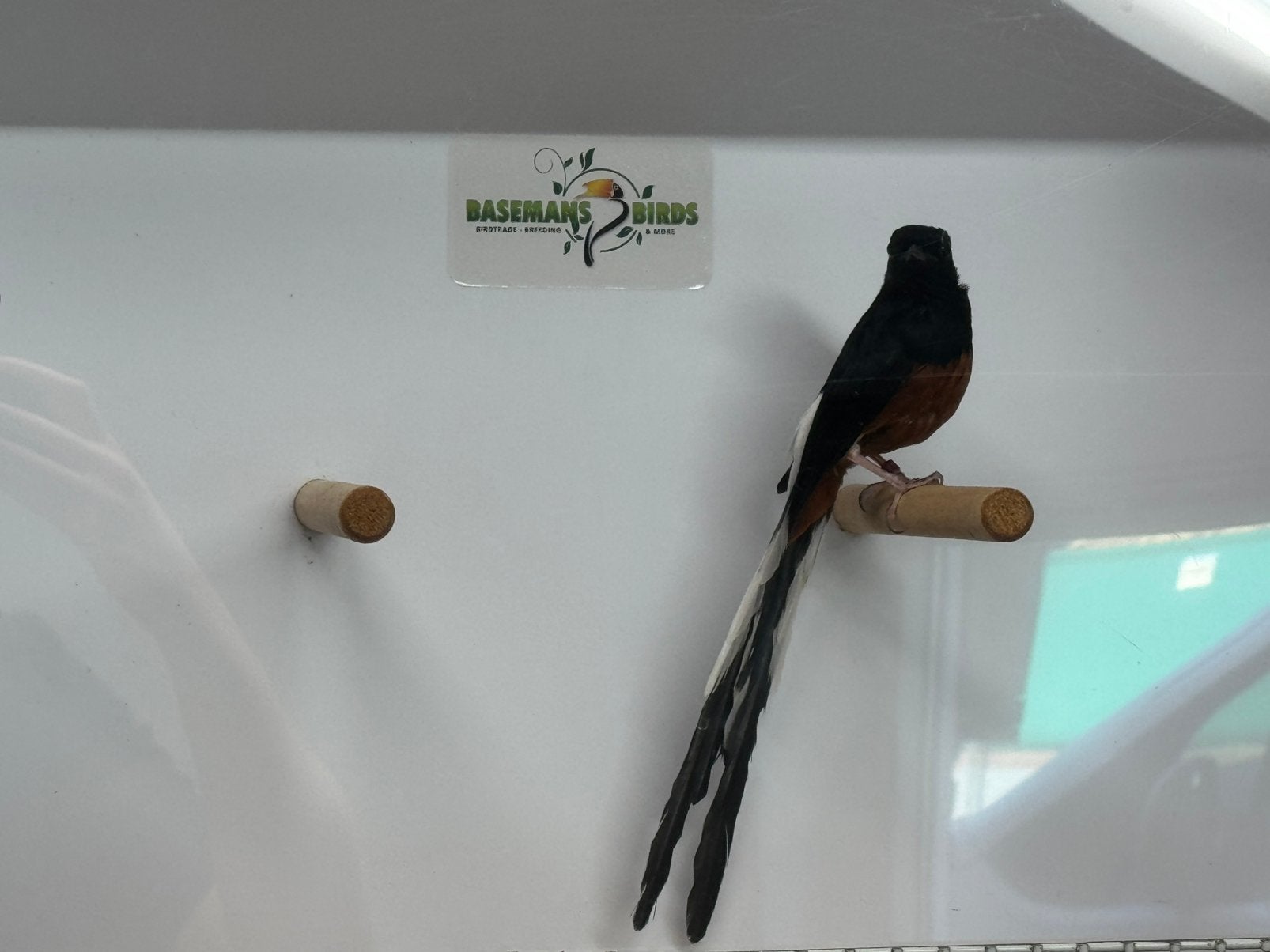 Schamalijsters - Copsychus malabaricus, Meerdere dieren, Geringd