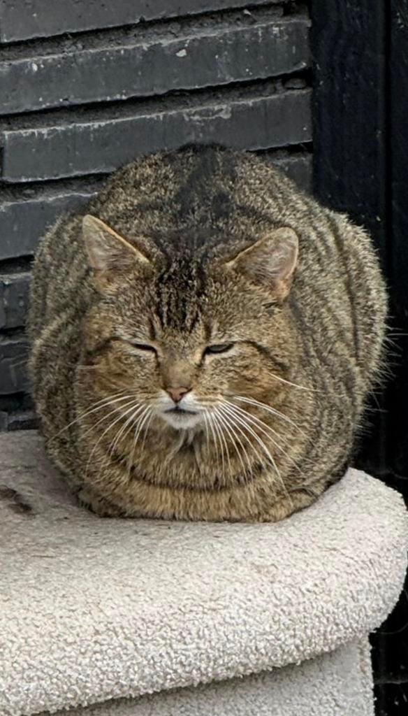 Europese korthaar gratis ophalen, Kater, Gechipt