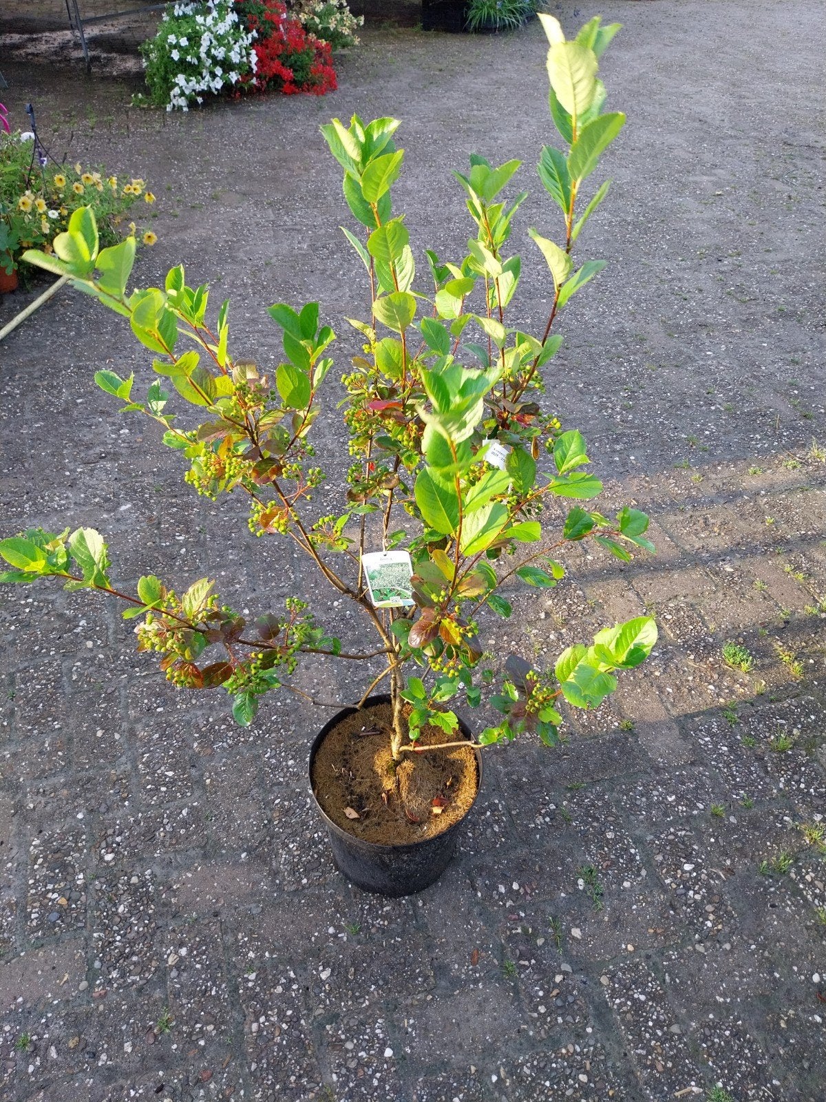 Aronia Viking - Appelbes voor heerlijke bessen, Ophalen