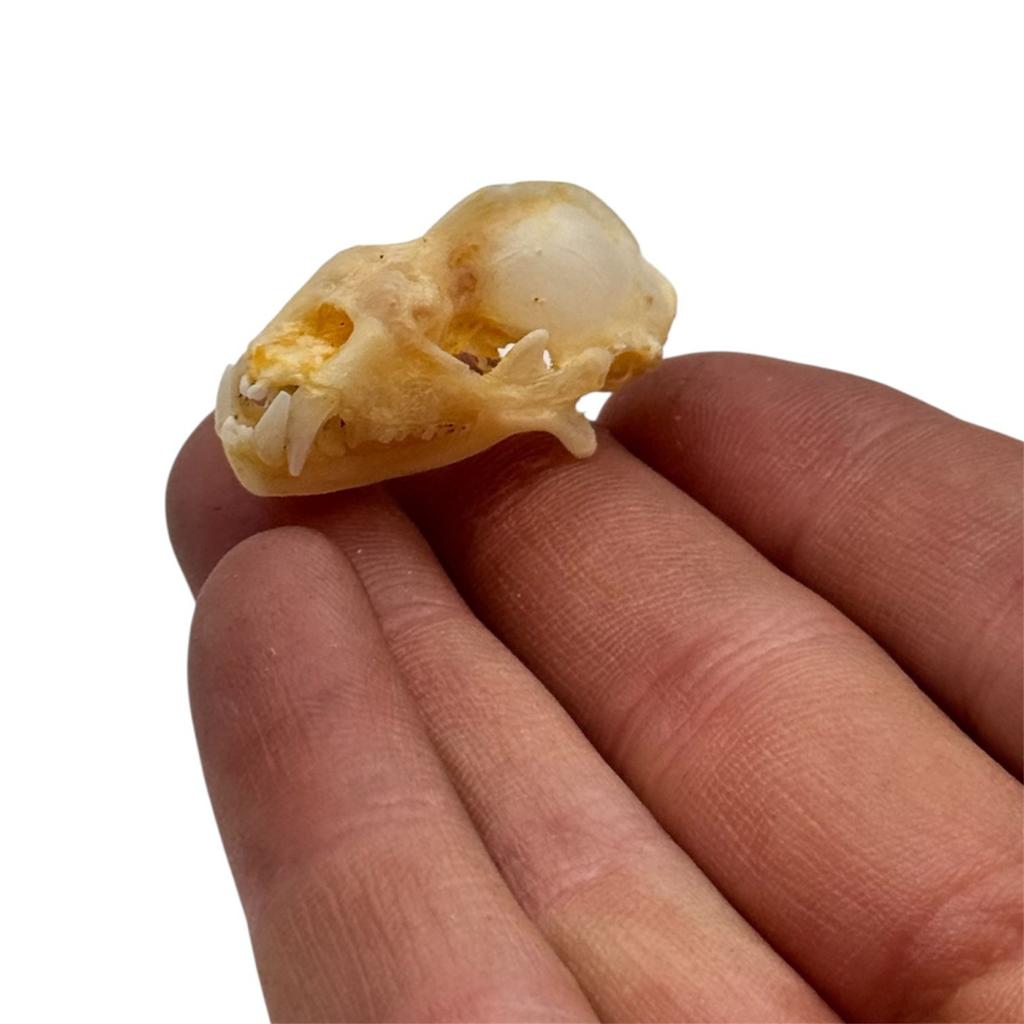 Vleermuis schedel
Hipposideros Bicolor, opgezette, Verzamelen, Dierenverzamelingen, Ophalen of Verzenden, Schedel