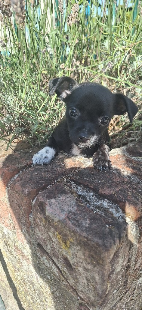 Te koop Chihuahua  pups, 8 tot 15 weken, Meerdere, Meerdere dieren, Chihuahua