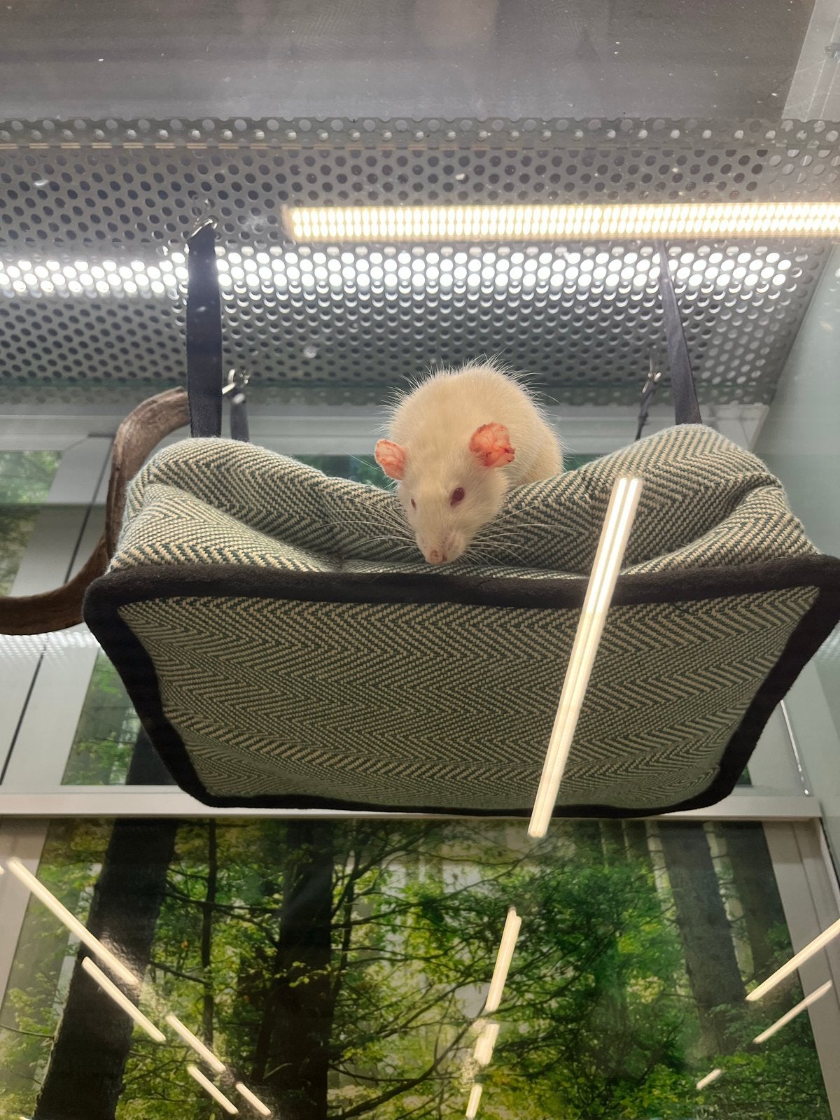 2 ratten, Ophalen, Nieuw, Overige typen