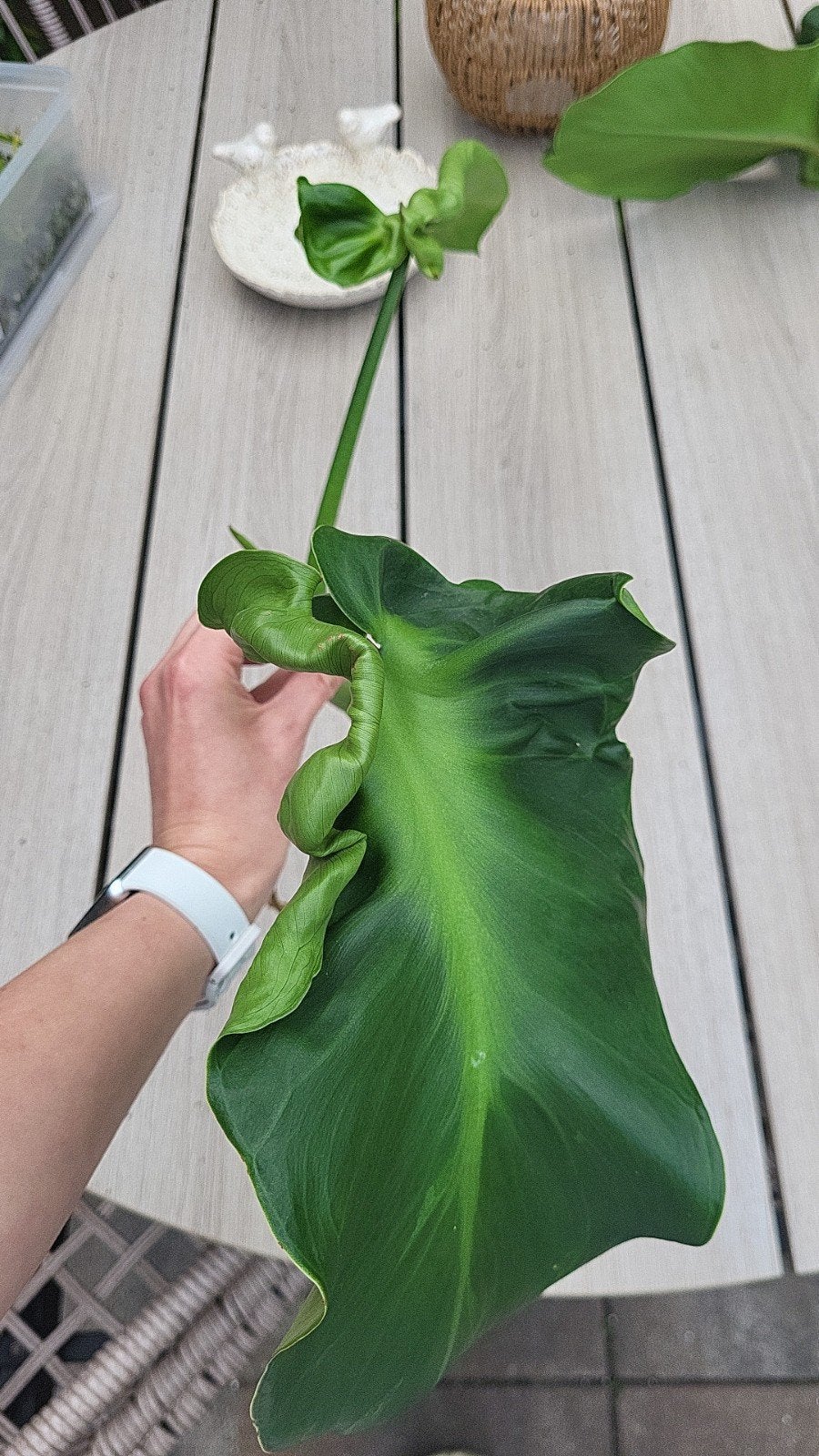 Philodendron Rugosum stek, Huis en Inrichting, Kamerplanten, Overige soorten, Minder dan 100 cm, Groene kamerplant, Halfschaduw