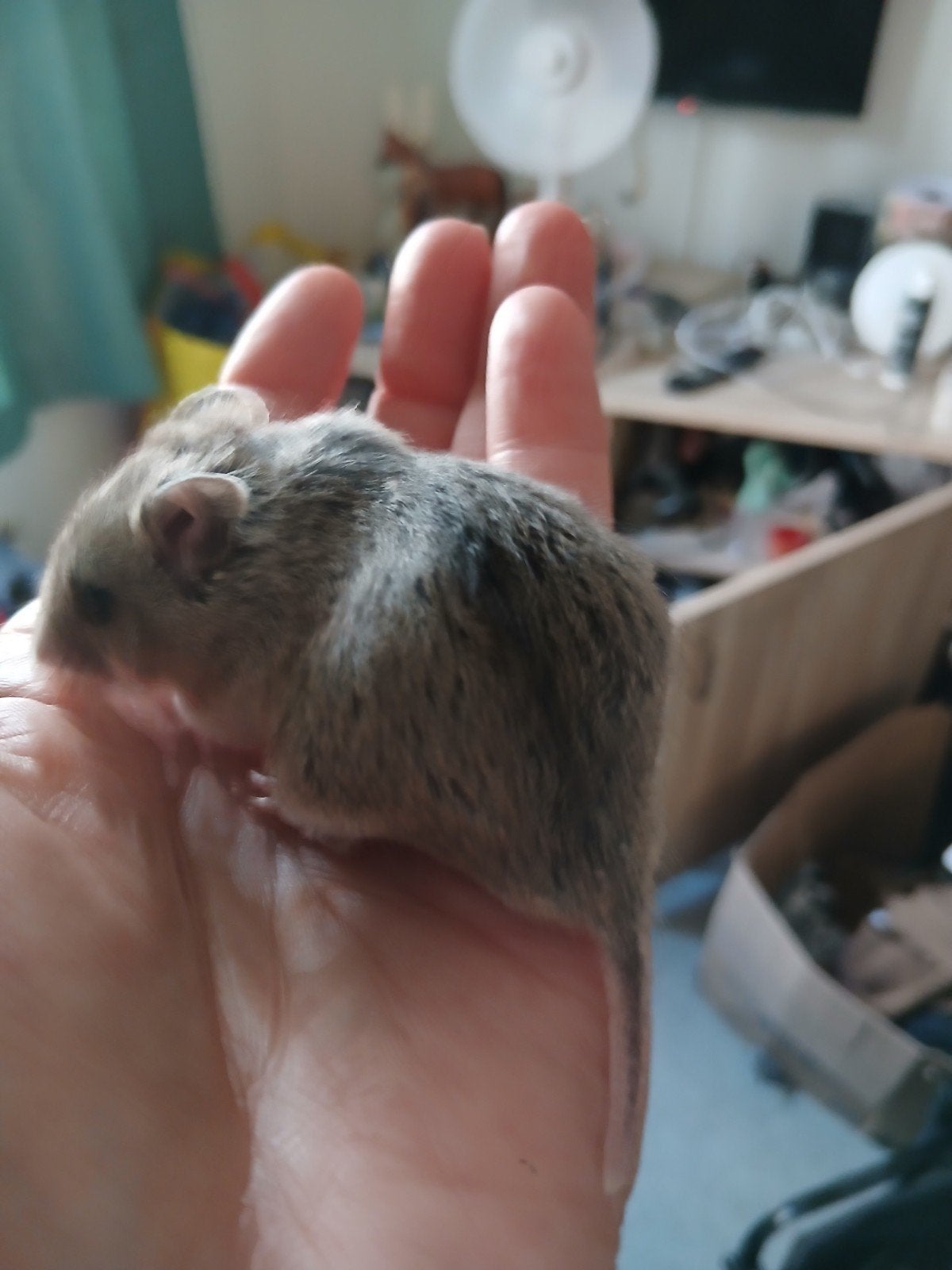 dwerg hamster, Dieren en Toebehoren, Juli, Vrouwelijk