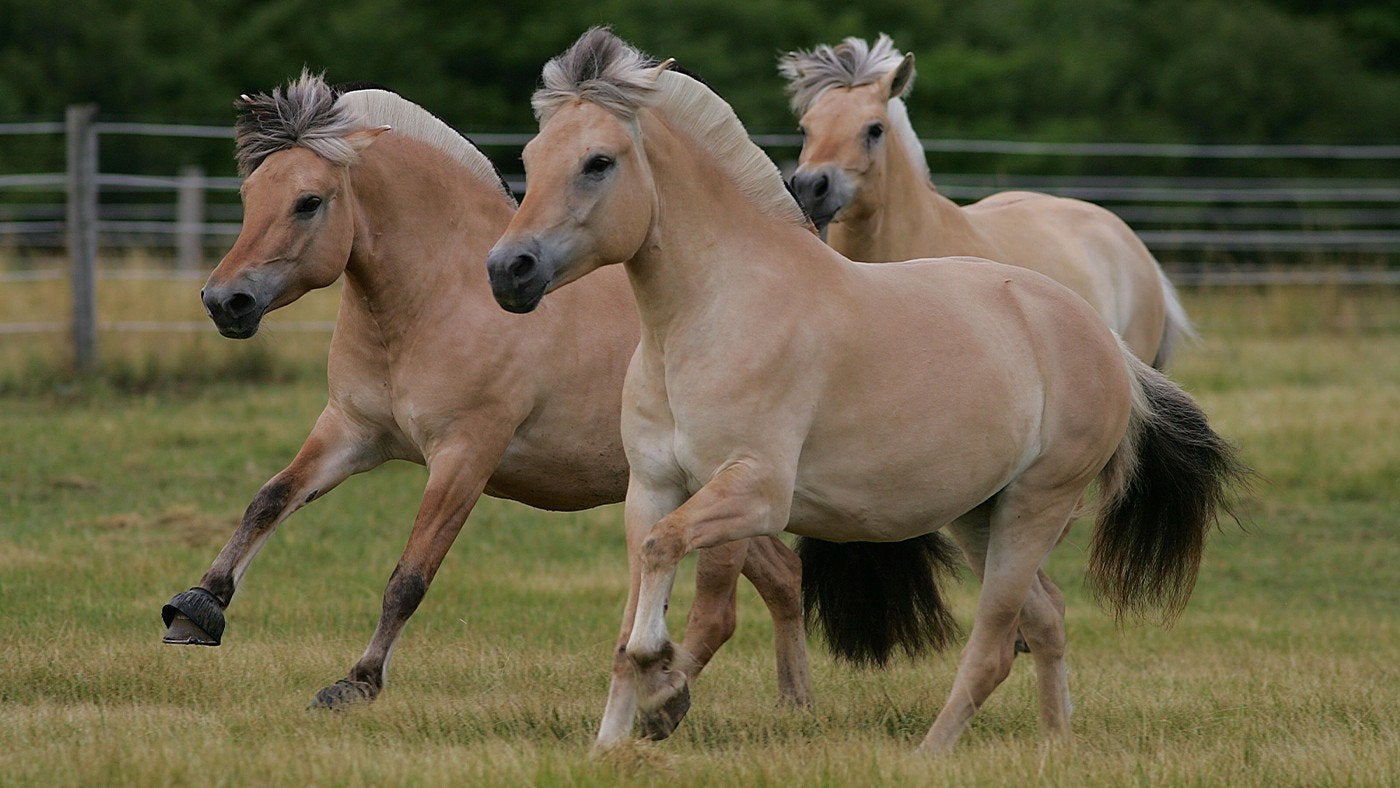Kleinschalige paddock paradise heeft plaats voor merries, Weidegang, 2 of 3 paarden of pony's