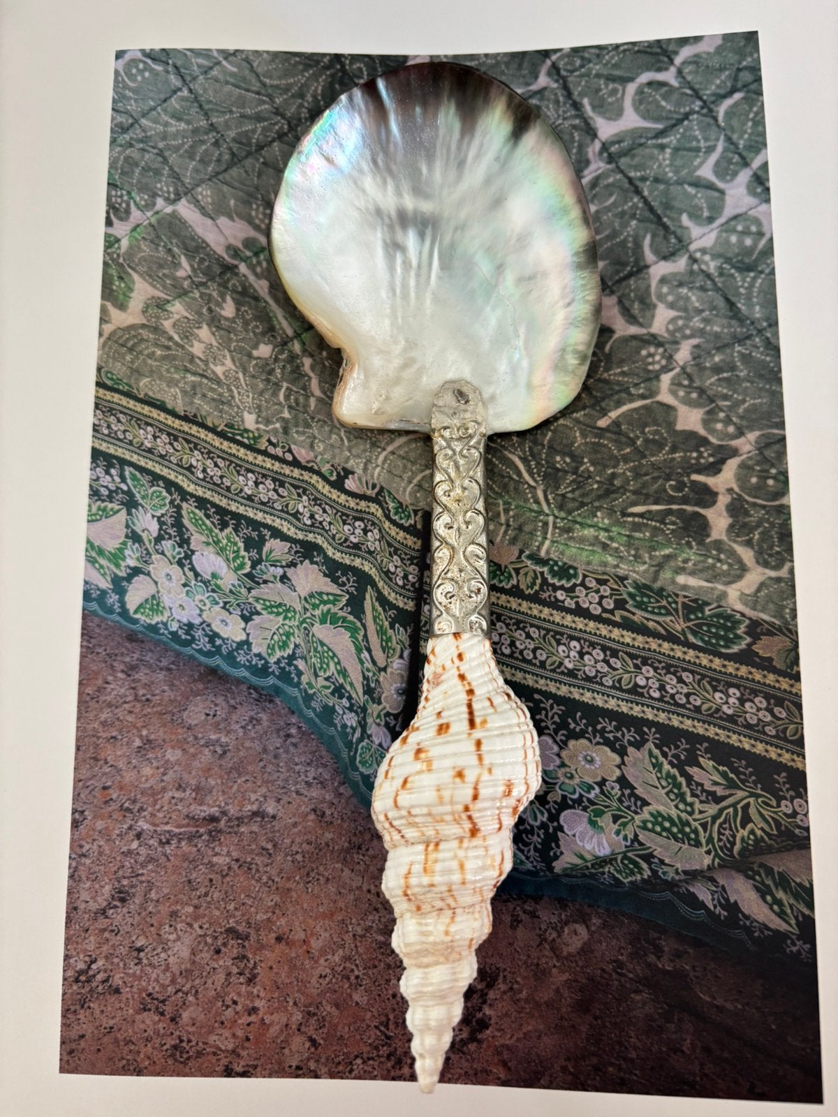 Lepels schelp, Ophalen of Verzenden, Schelp(en)