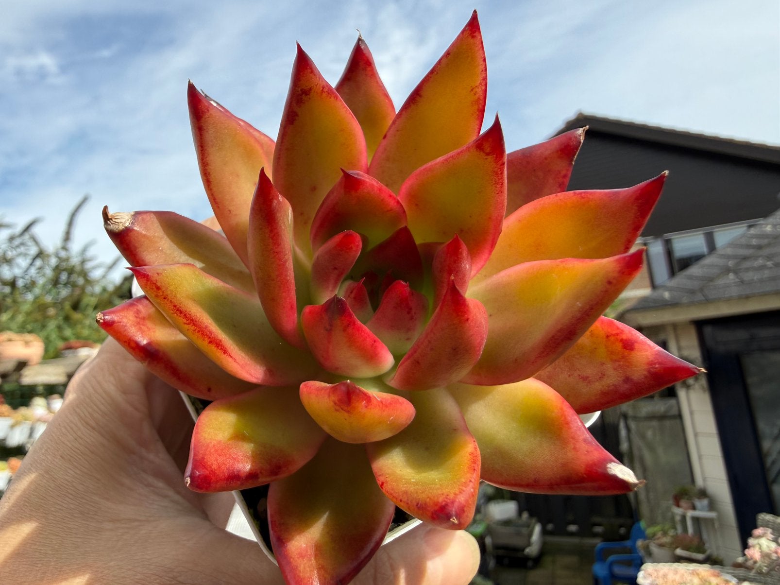 Echeveria Frank/pot 7cm/vetplant/succulent, Ophalen of Verzenden