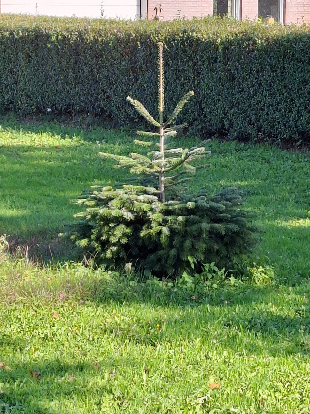 kerstbomen, Ophalen