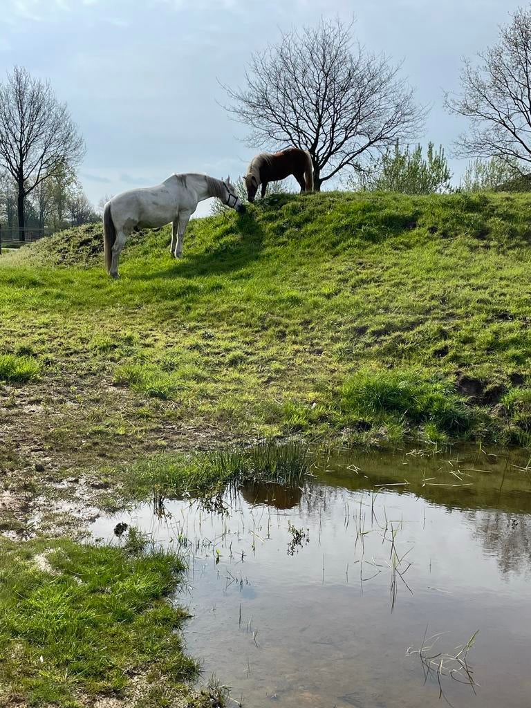 1plekje vrij, Dieren en Toebehoren, Weidegang, 1 paard of pony