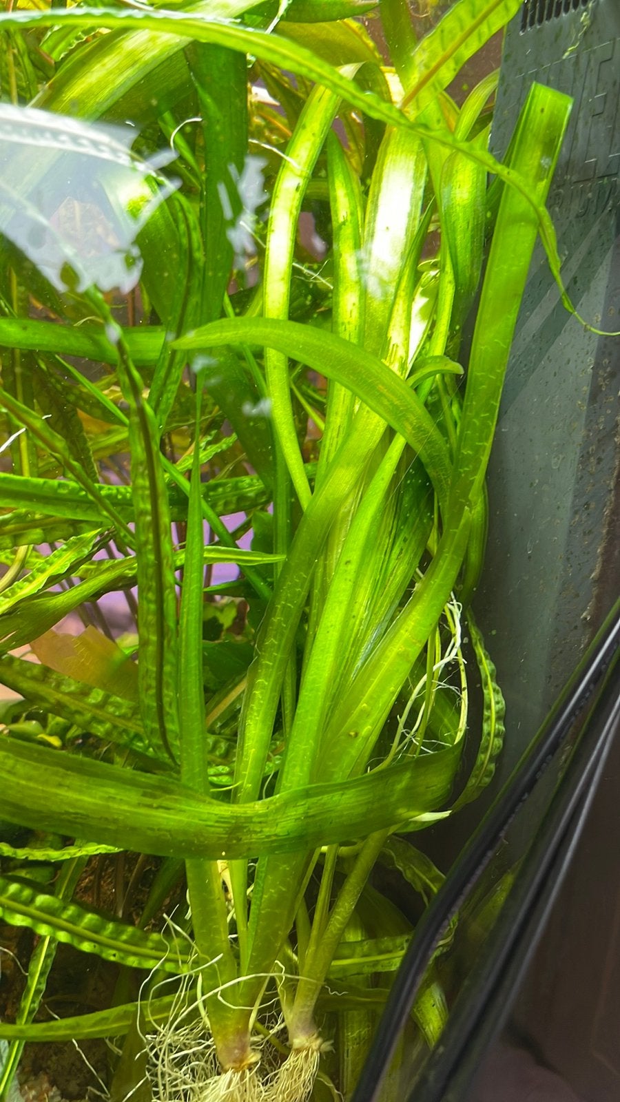 Vallisneria giganthea, zoetwater aquarium plant, Ophalen of Verzenden, Nieuw, Plant(en), Steen of Hout