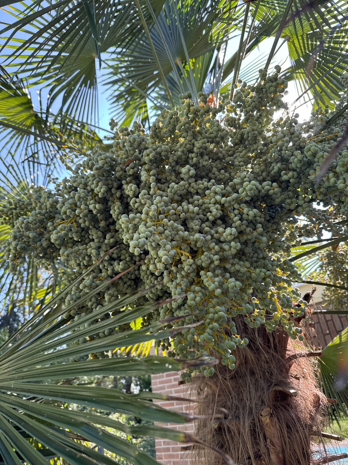 Grote palmboom trossen, Ophalen