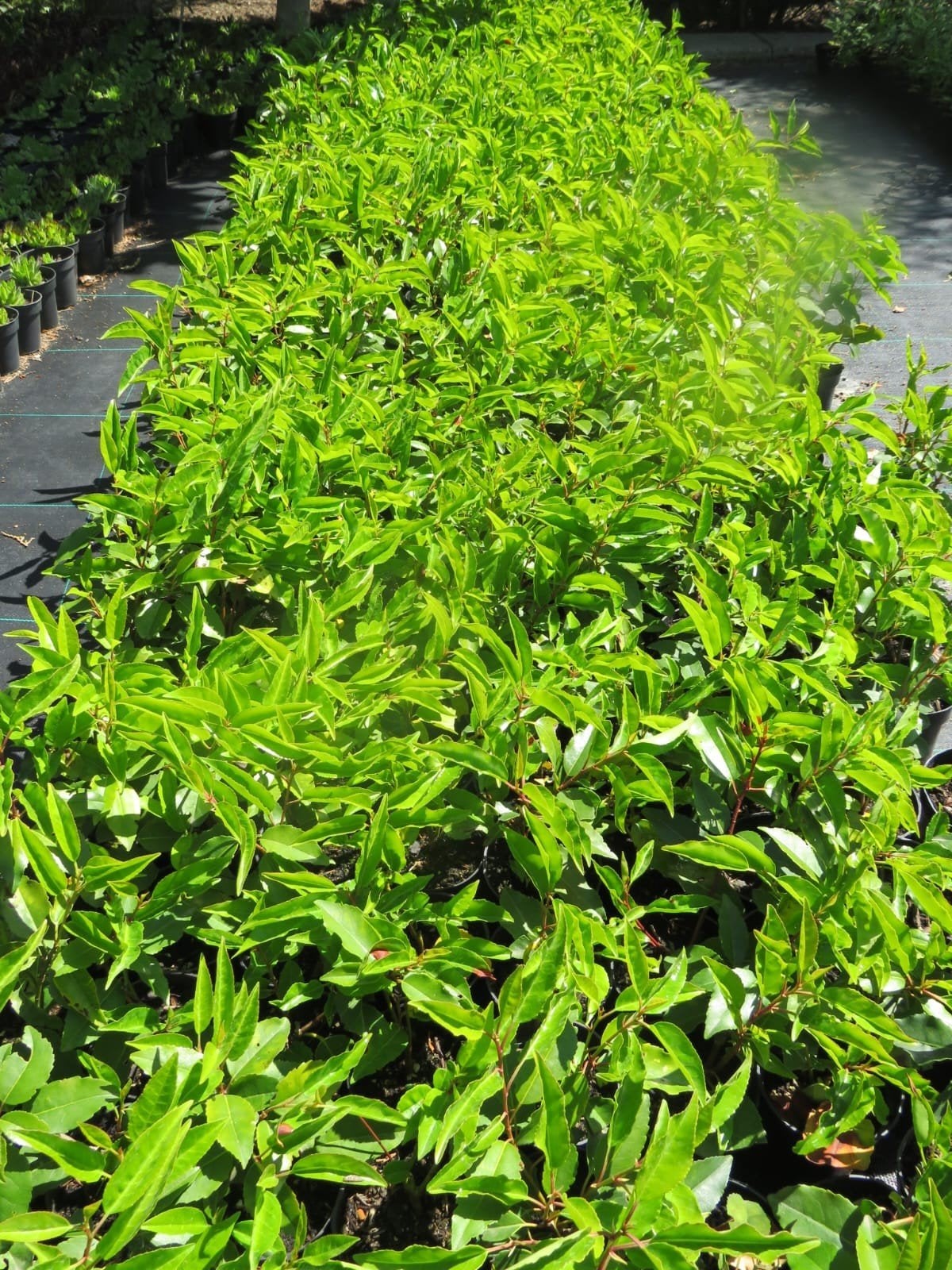 Portugese haag laurier. Prunus Lusitanica angustifolia.P9, Tuin en Terras, Overige soorten, Vaste plant, Ophalen of Verzenden