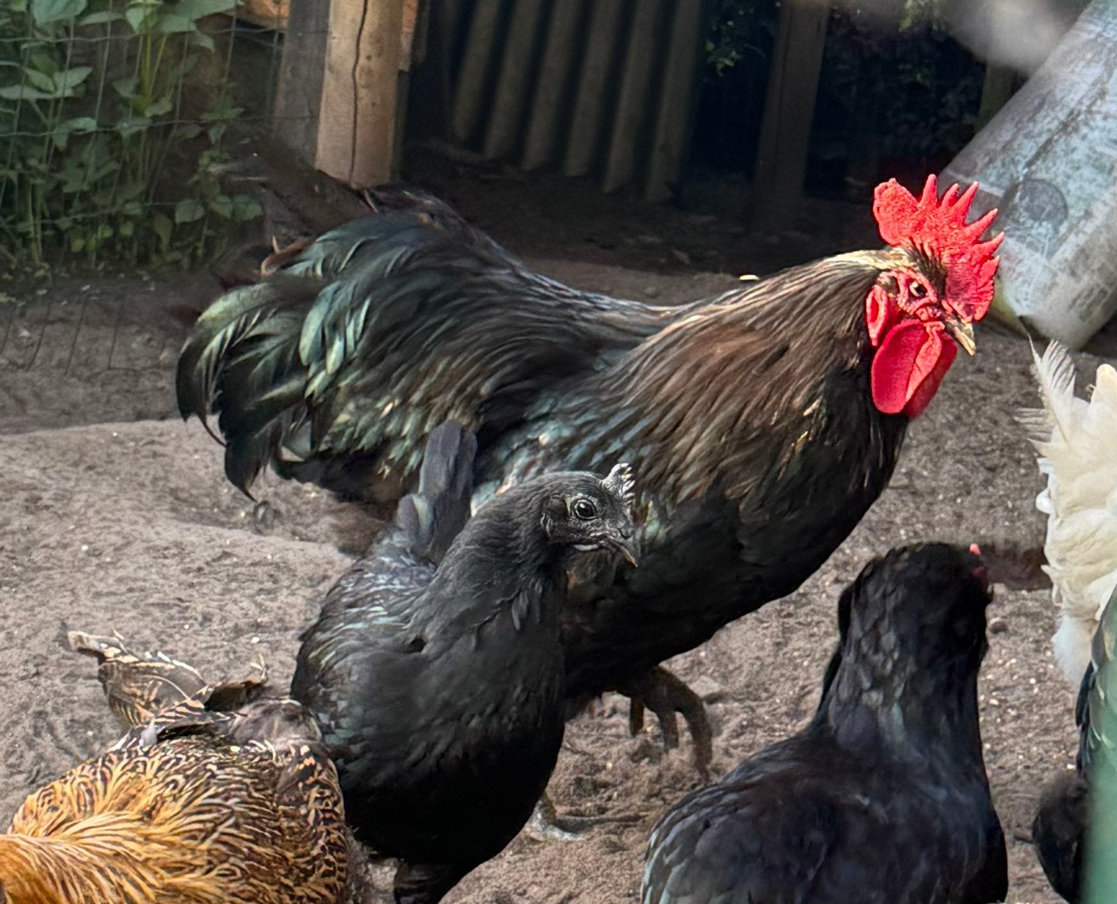 Gratis haantjes, Dieren en Toebehoren, Mannelijk, Kip