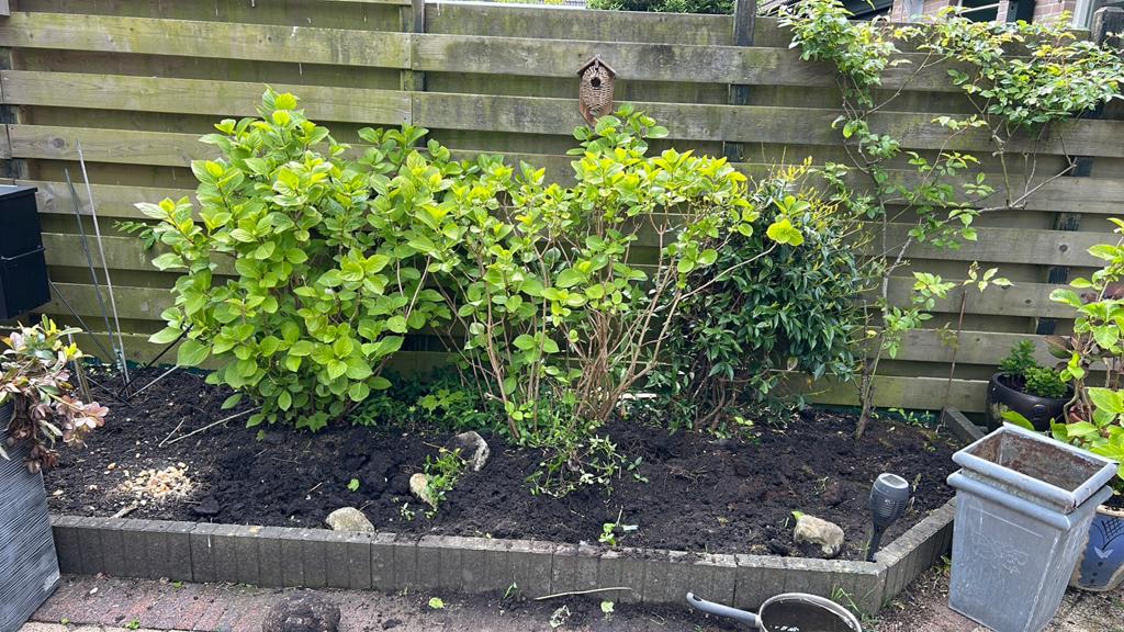 Gratis grote hortensia op te halen, Tuin en Terras, Planten | Tuinplanten, Vaste plant, Halfschaduw, Zomer, Ophalen