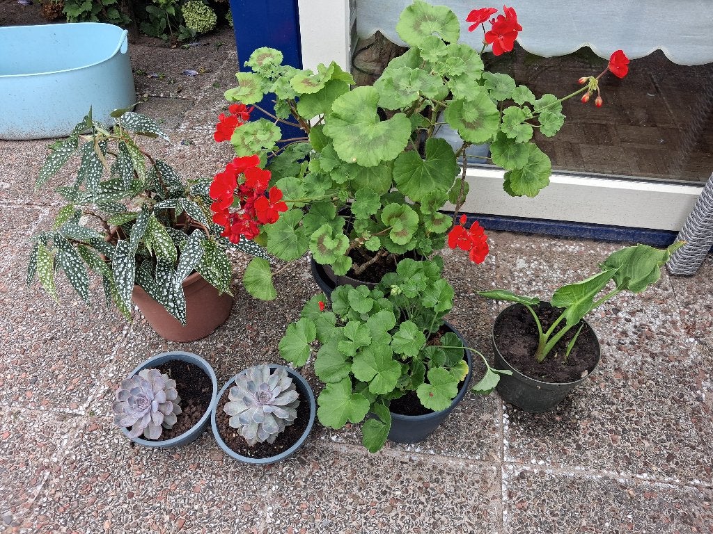 kamerplanten 2 geraniums 1 stippenbegonia 1 graslelie, Ophalen, Overige soorten, Halfschaduw, In pot