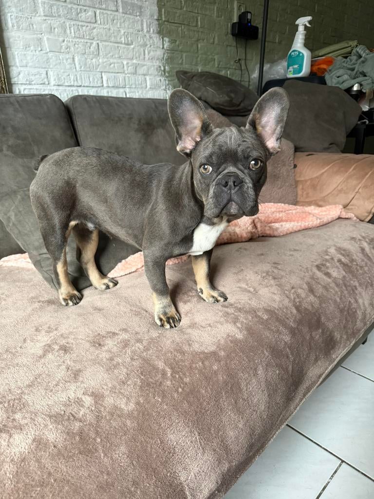 Franse bulldog blue& tan reu, Particulier, 15 weken tot 1 jaar, Reu, Buitenland