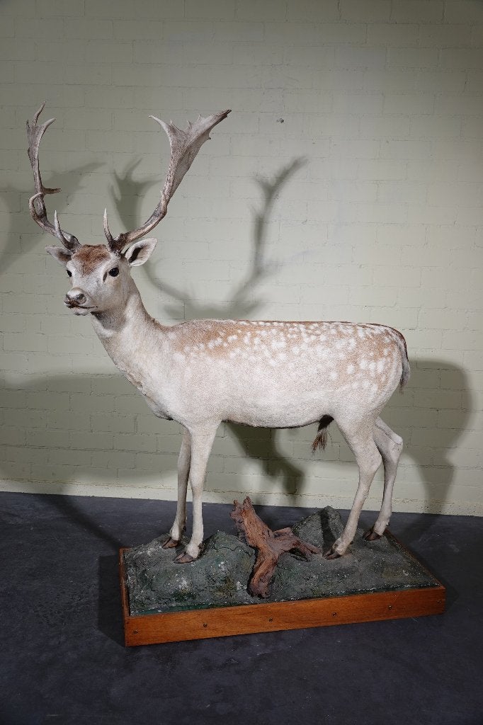 gewei damhert fullmount hert taxidermy, Ophalen, Zo goed als nieuw, Hert, Gewei of Kop