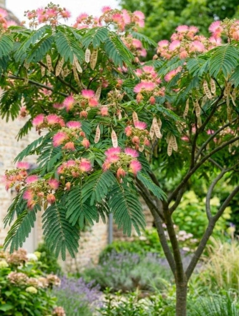 Zaden slaapboom zijdeboom albizia rose, Tuin en Terras, Ophalen of Verzenden, Gehele jaar, Volle zon, Zaad