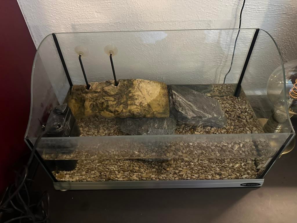 Baby schildpadden aquarium, Dieren en Toebehoren, Ophalen of Verzenden