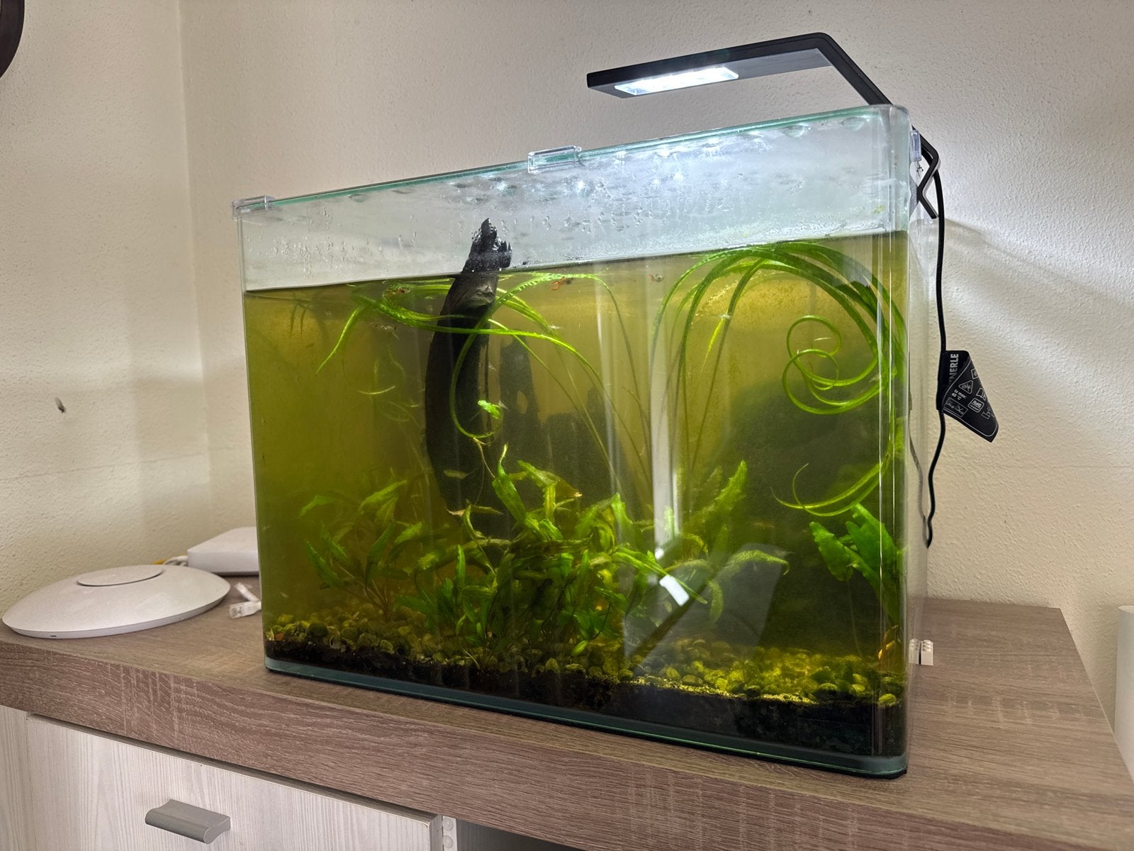 compleet Dennerle Nano aquarium 55L, Ophalen, Dennerle, Inclusief vissen, Gevuld zoetwateraquarium