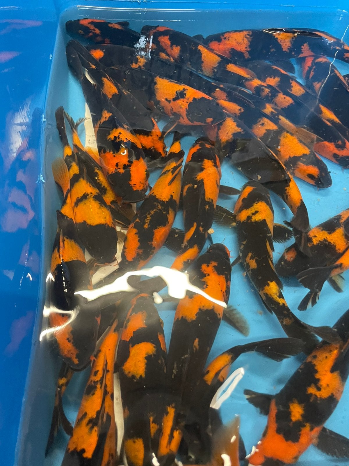 Zeer mooie hi utsuri van 15-25 cm, Karper of Koi