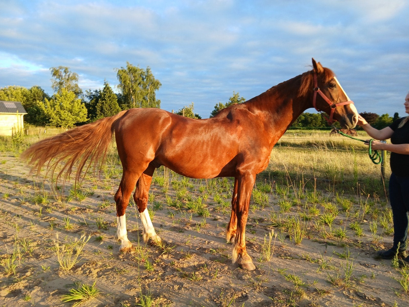 Bandito recreatie kwpn-er ruin, Dieren en Toebehoren, Paarden, Ruin, Recreatiepaard