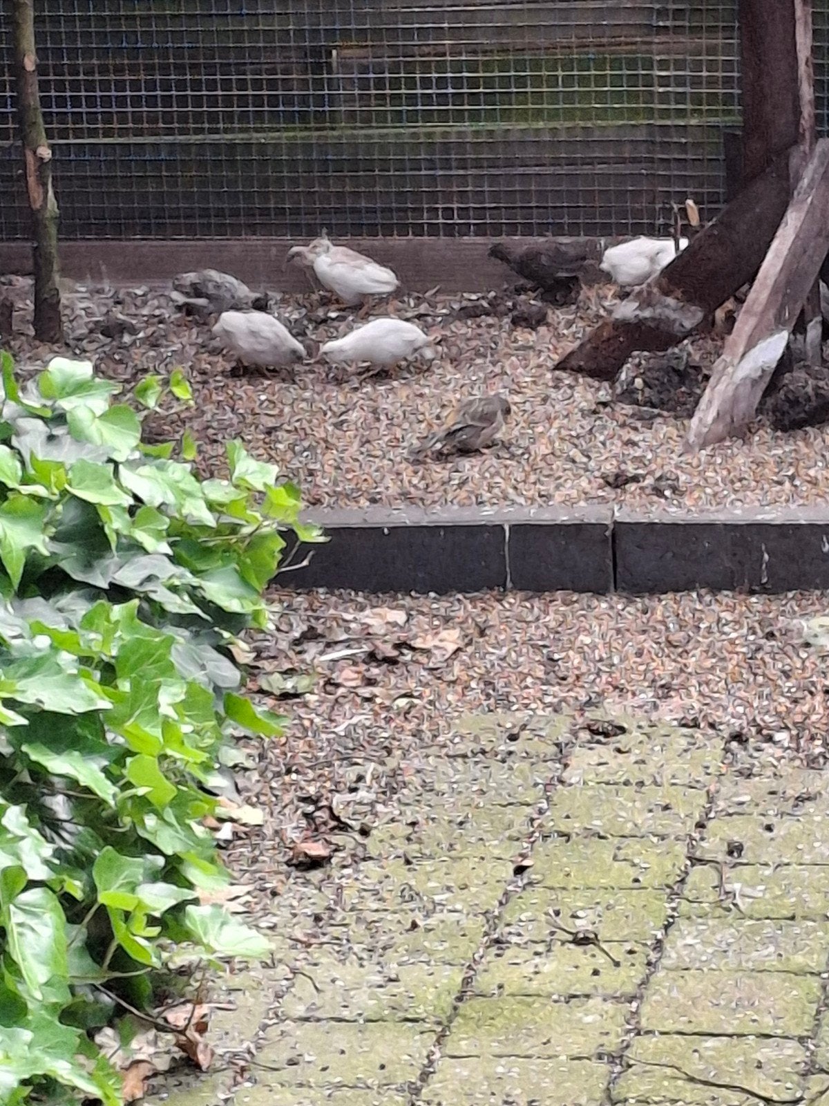 Chinese kwartels, Meerdere dieren