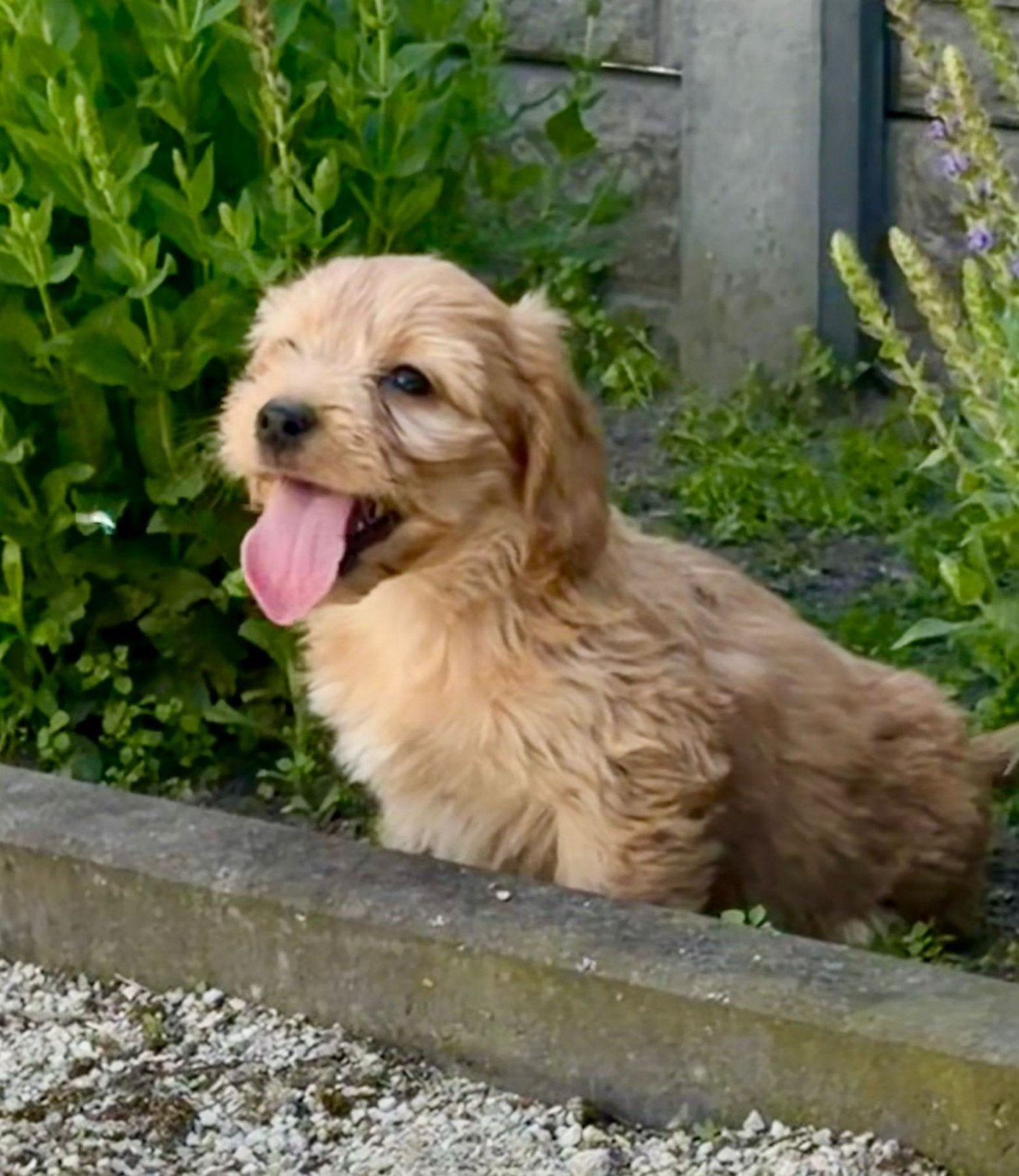 Leuke boomer pups, Parvo, Overige rassen, 8 tot 15 weken, Meerdere