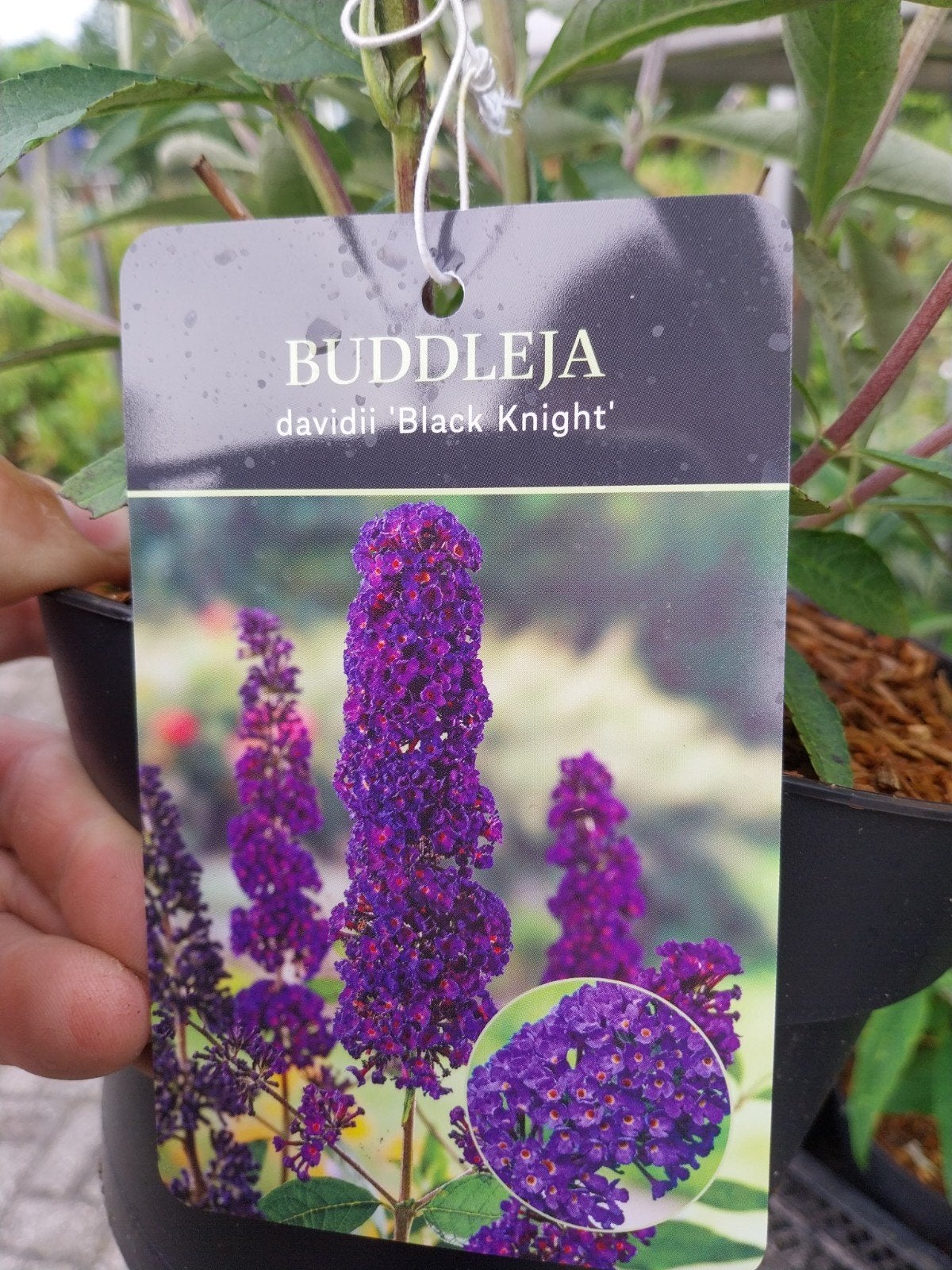 Buddleja davidii 'Black Knight' - Vlinderstruik, Volle zon, Vaste plant, Zomer, Ophalen