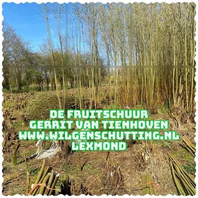 Wilgenschutting, ter plaatse gevlochten., Ophalen, Nieuw, 200 cm of meer, 150 tot 200 cm