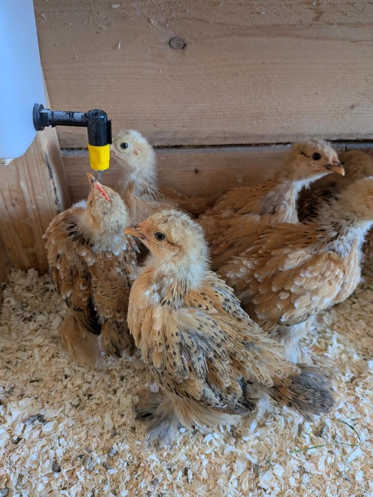Cochin kippen / kuikens, Meerdere dieren, Kip