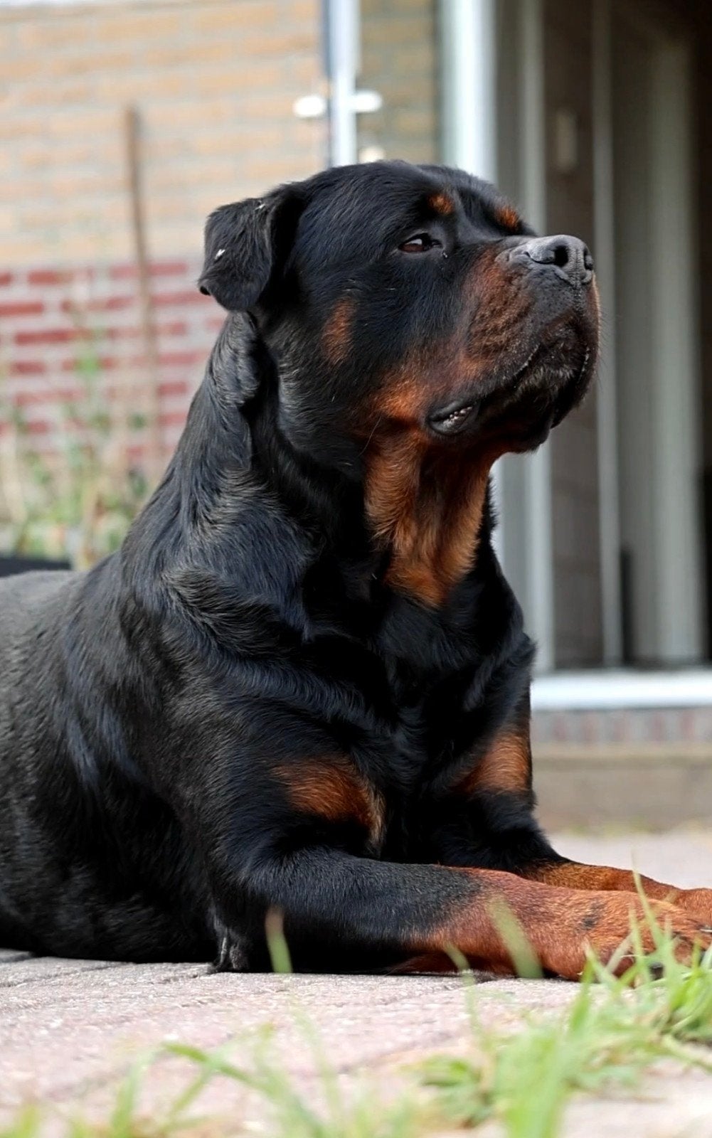 Rottweiler dekreu ter dekking aangeboden!, 6 jaar of ouder, Reu, Parvo, Eén hond