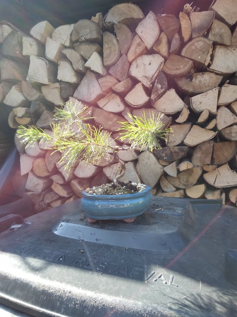 Bonsai, Bloeit niet, Overige soorten, Minder dan 100 cm, Ophalen