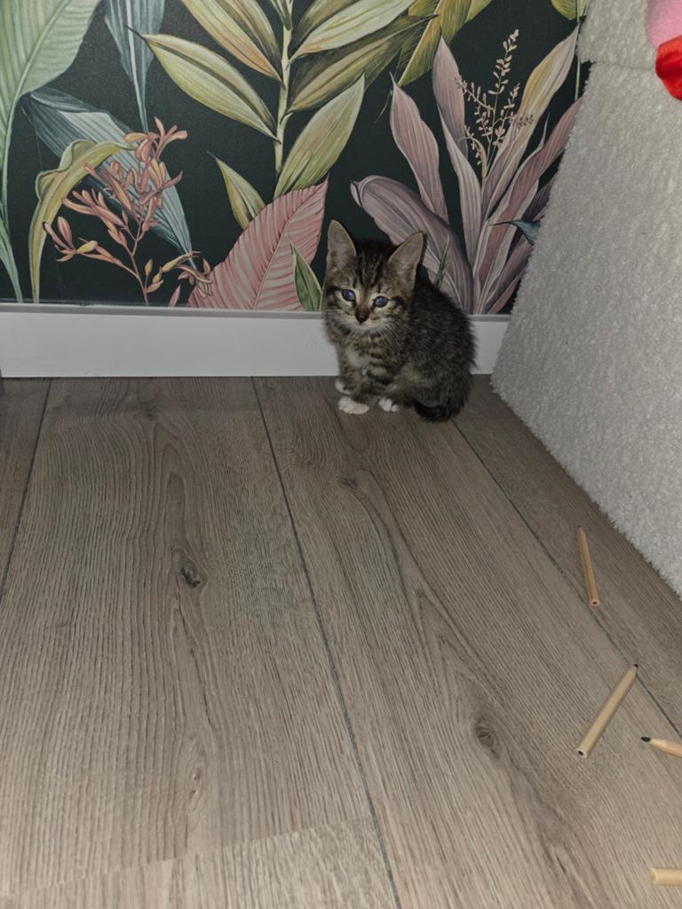 Lieve kitten, Poes, 0 tot 2 jaar
